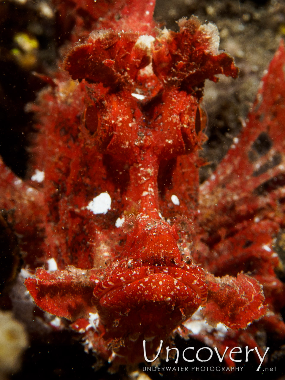 Paddleflap Scorpionfish (rhinopias Eschmeyeri) shot in Indonesia|Bali|Tulamben|Sidem