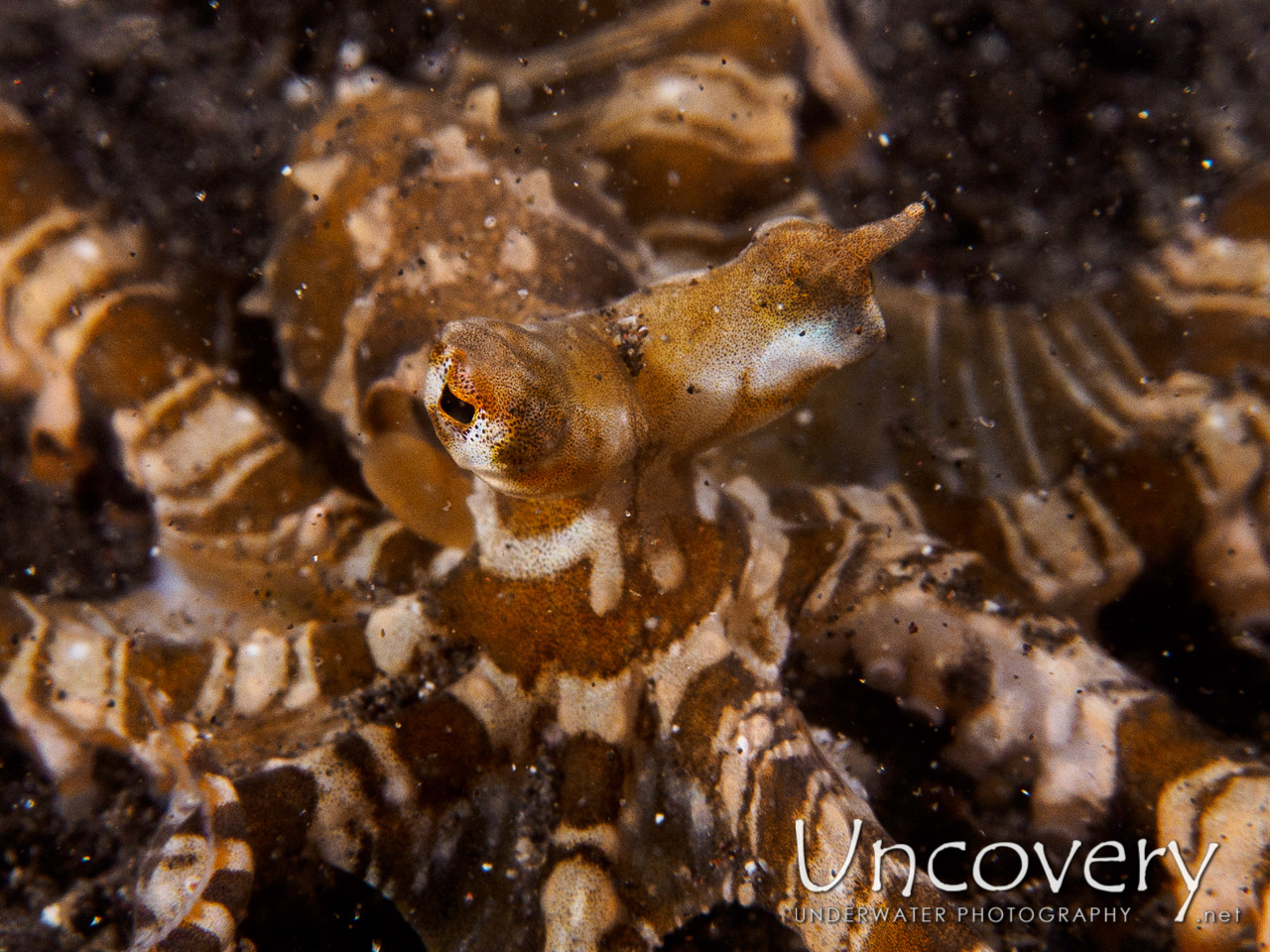 Wonderpus Octopus (wunderpus Photogenicus) shot in Indonesia|Bali|Tulamben|Sidem