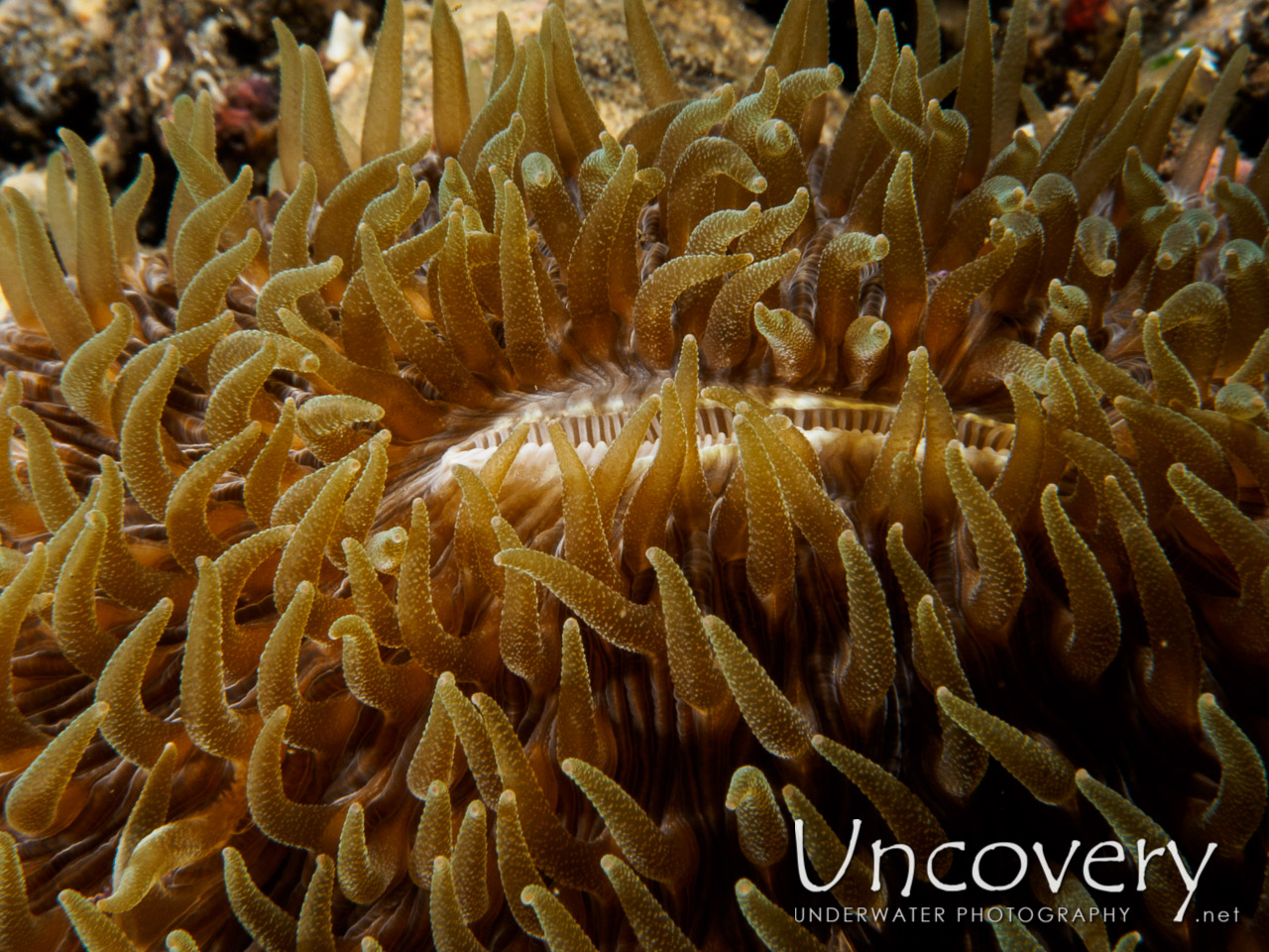 Coral shot in Indonesia|Bali|Tulamben|Sidem