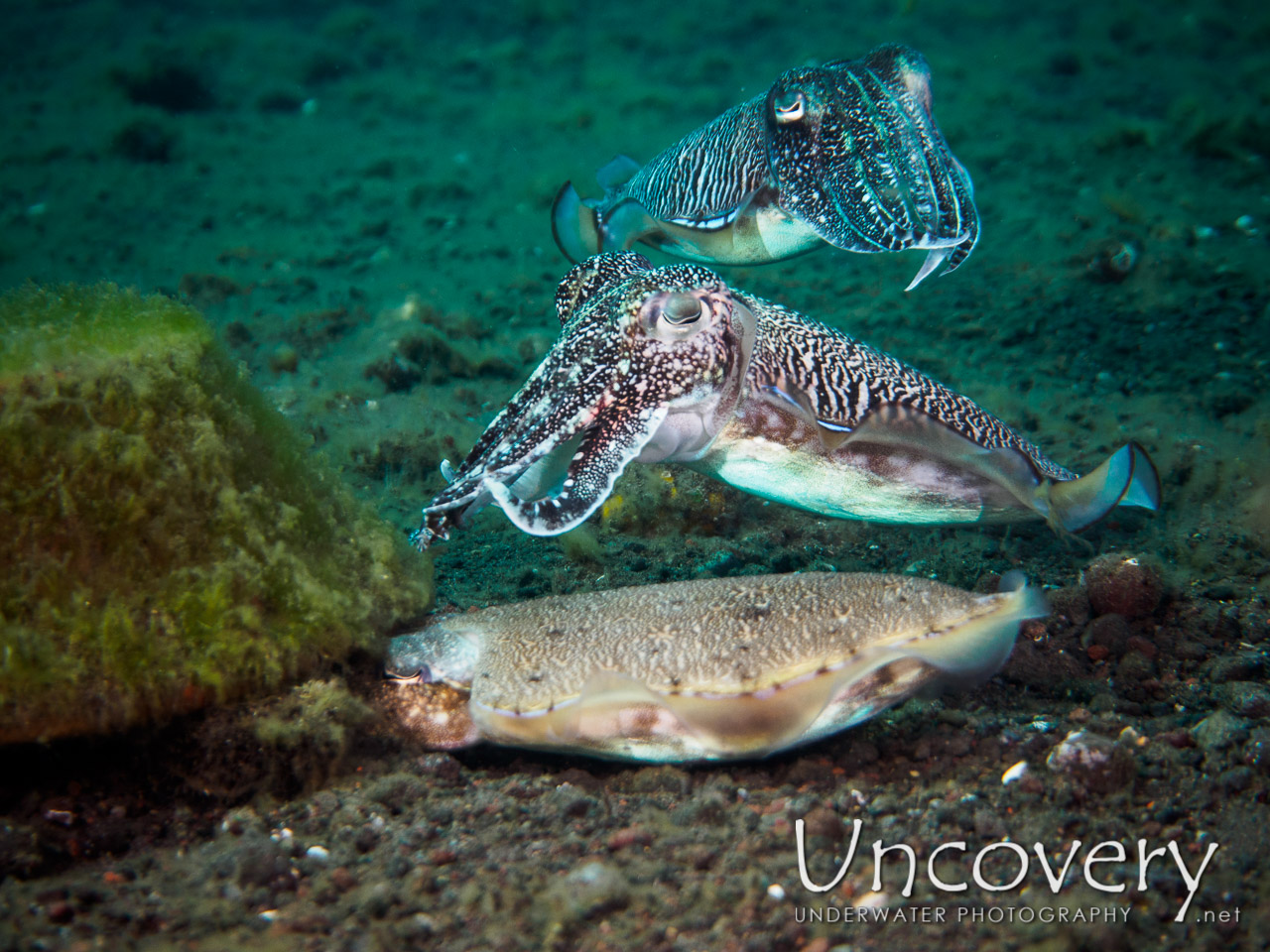 Cuttlefish, photo taken in Indonesia, Bali, Tulamben, Melasti