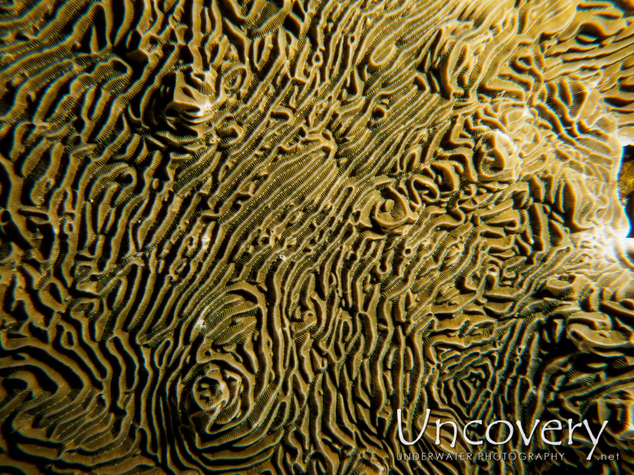 Coral shot in Indonesia|Bali|Tulamben|Ulami
