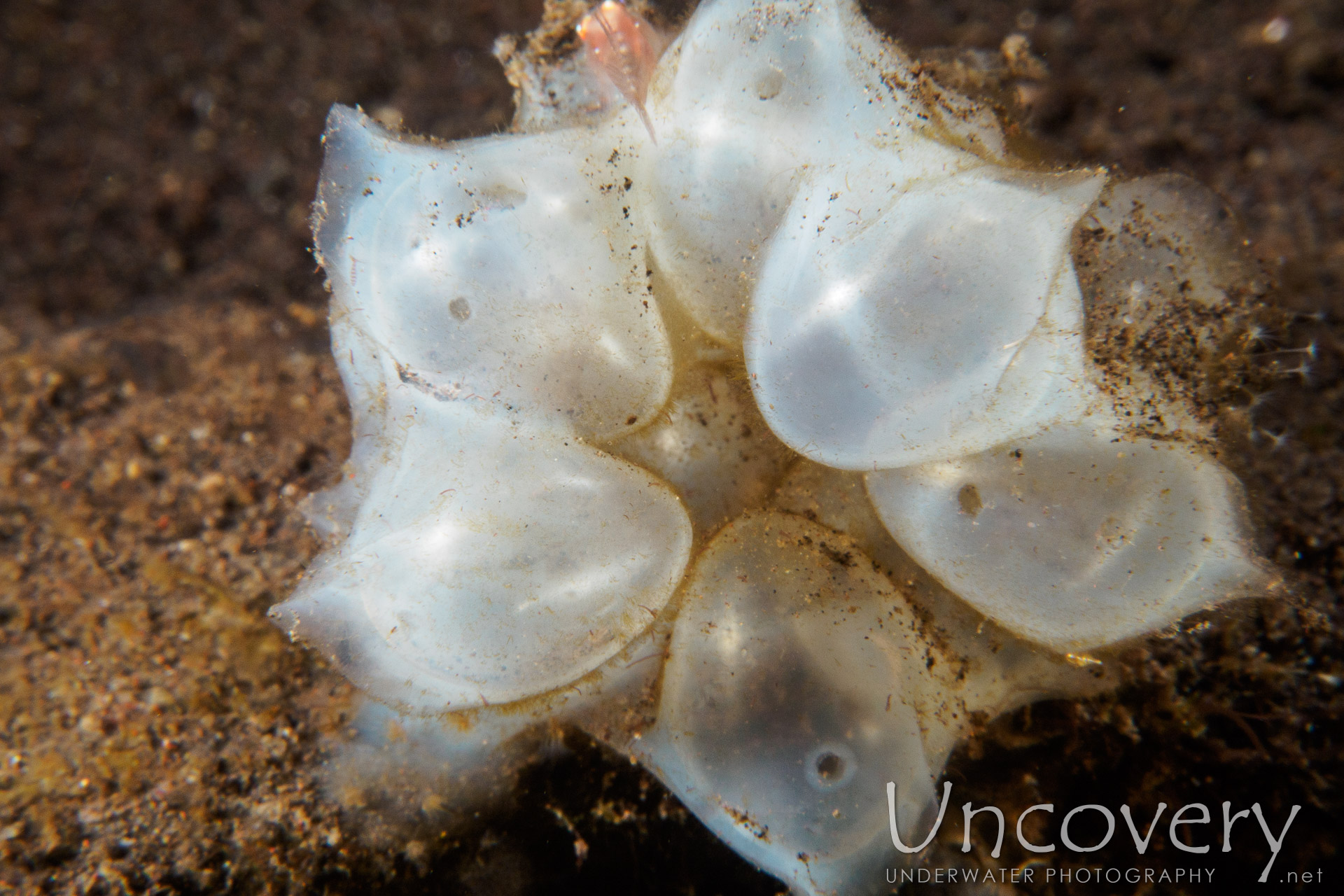 Nudibranch (to Be Defined), photo taken in Indonesia, Bali, Tulamben, Seraya Secrets