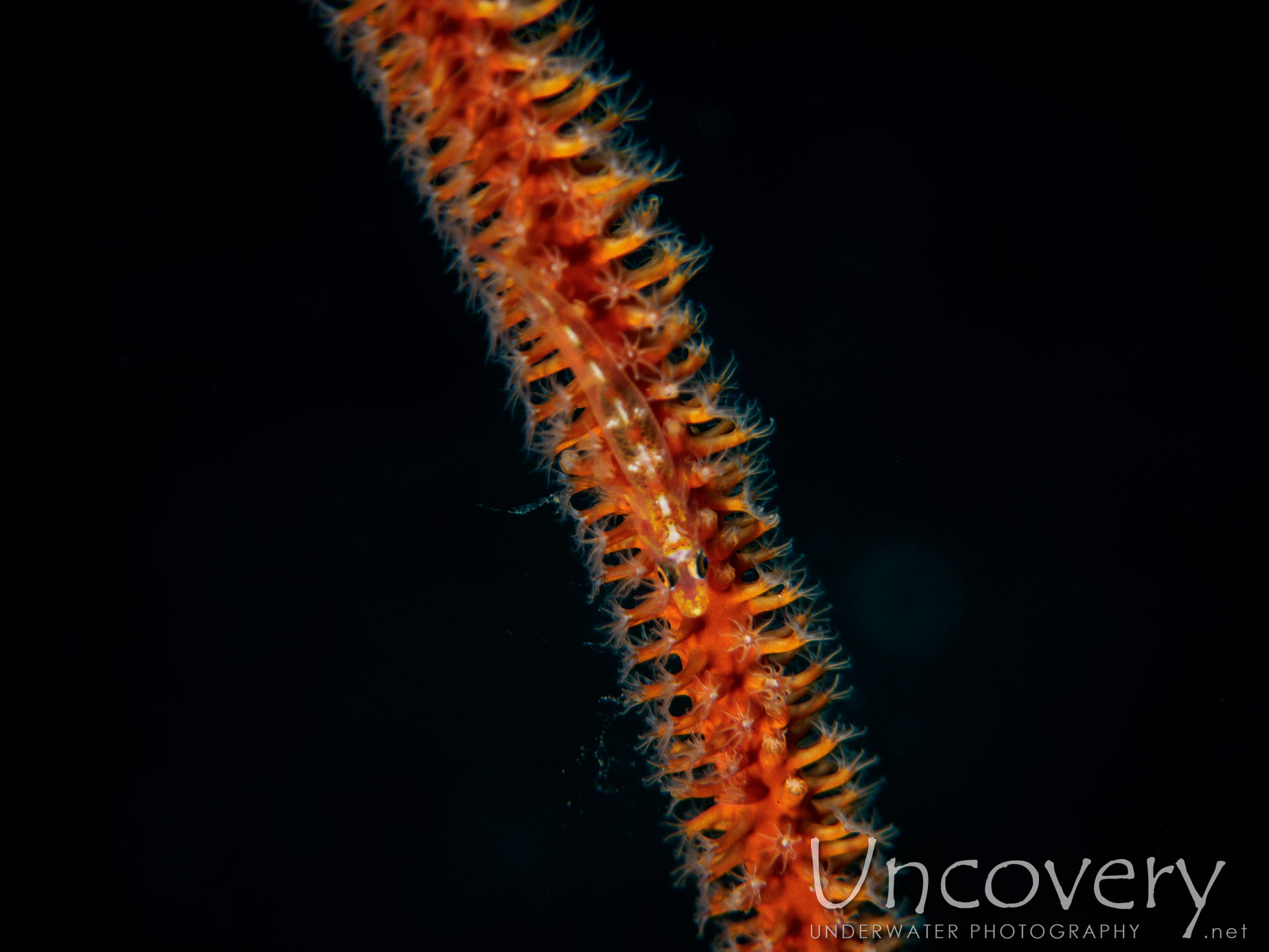 Whip Coral Goby (bryaninops Yongei), photo taken in Indonesia, Bali, Tulamben, Wreck Slope