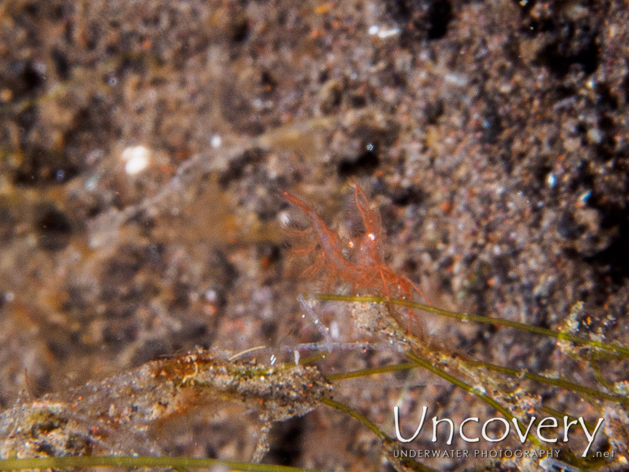 Hairy Shrimp (phycocaris Simulans), photo taken in Indonesia, Bali, Tulamben, Seraya Secrets
