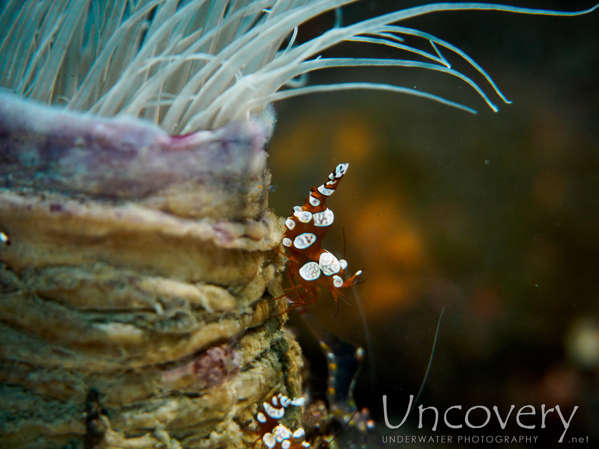 Sexy Shrimp (thor Amboinensis), photo taken in Indonesia, Bali, Tulamben, Wreck Slope