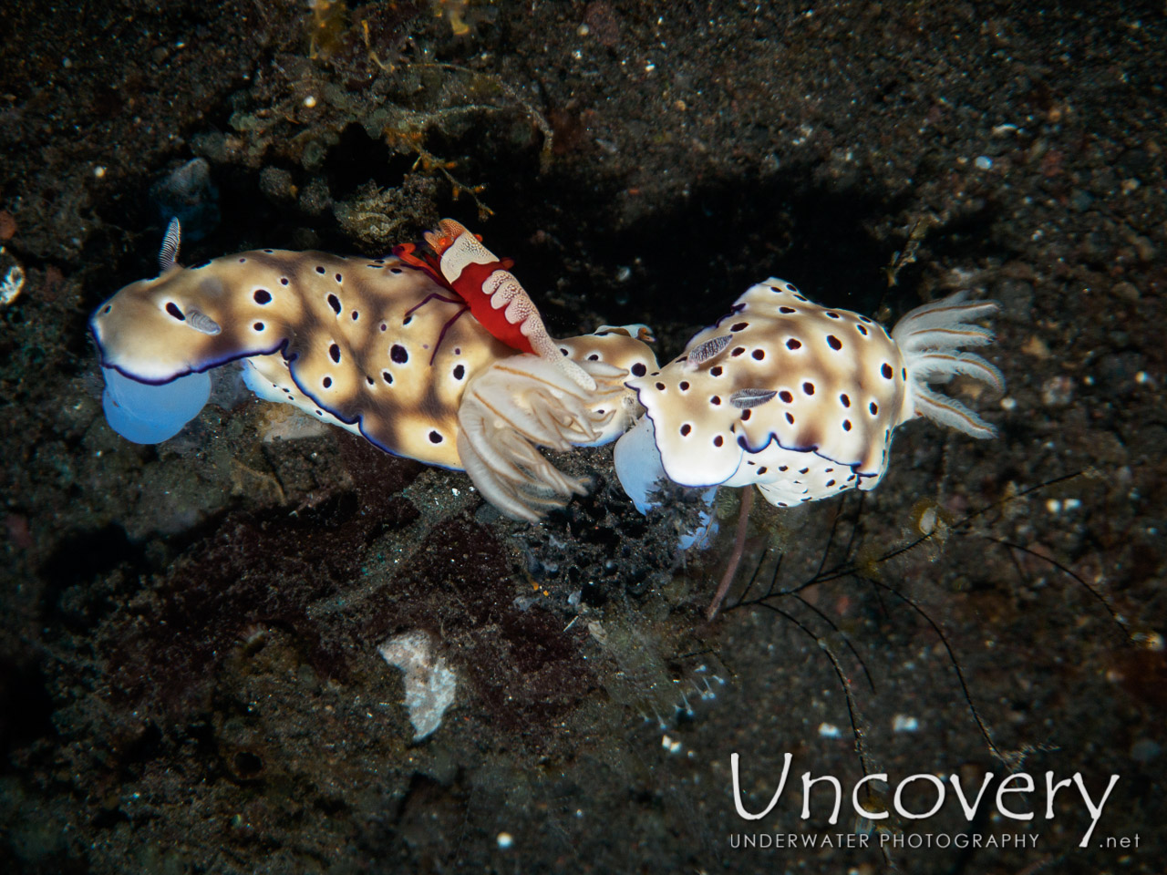 Emperor Shrimp (periclimenes Imperator), Nudibranch, photo taken in Indonesia, Bali, Tulamben, Wreck Slope