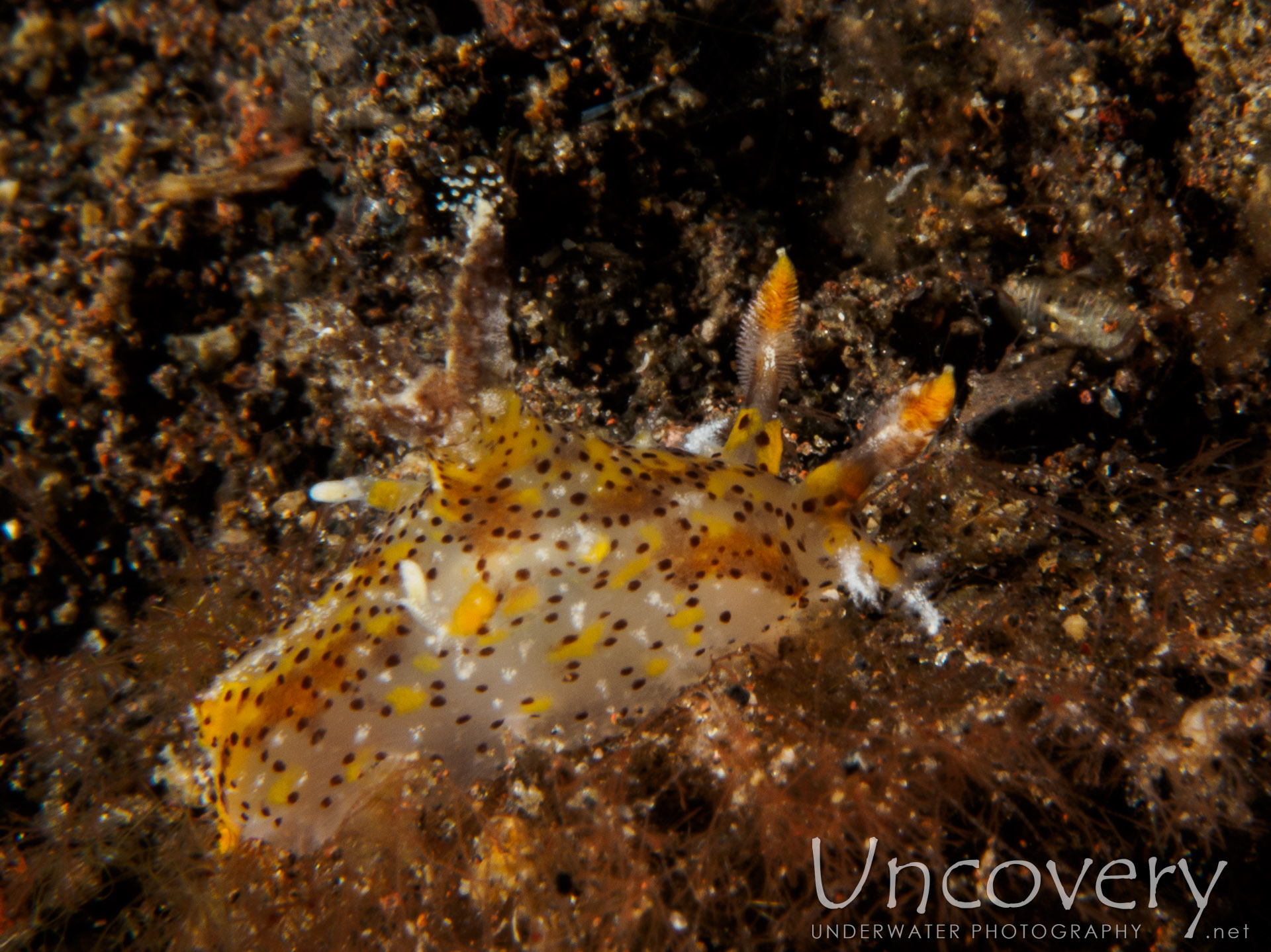 Nudibranch (thecacera Sp.), photo taken in Indonesia, Bali, Tulamben, Seraya Secrets