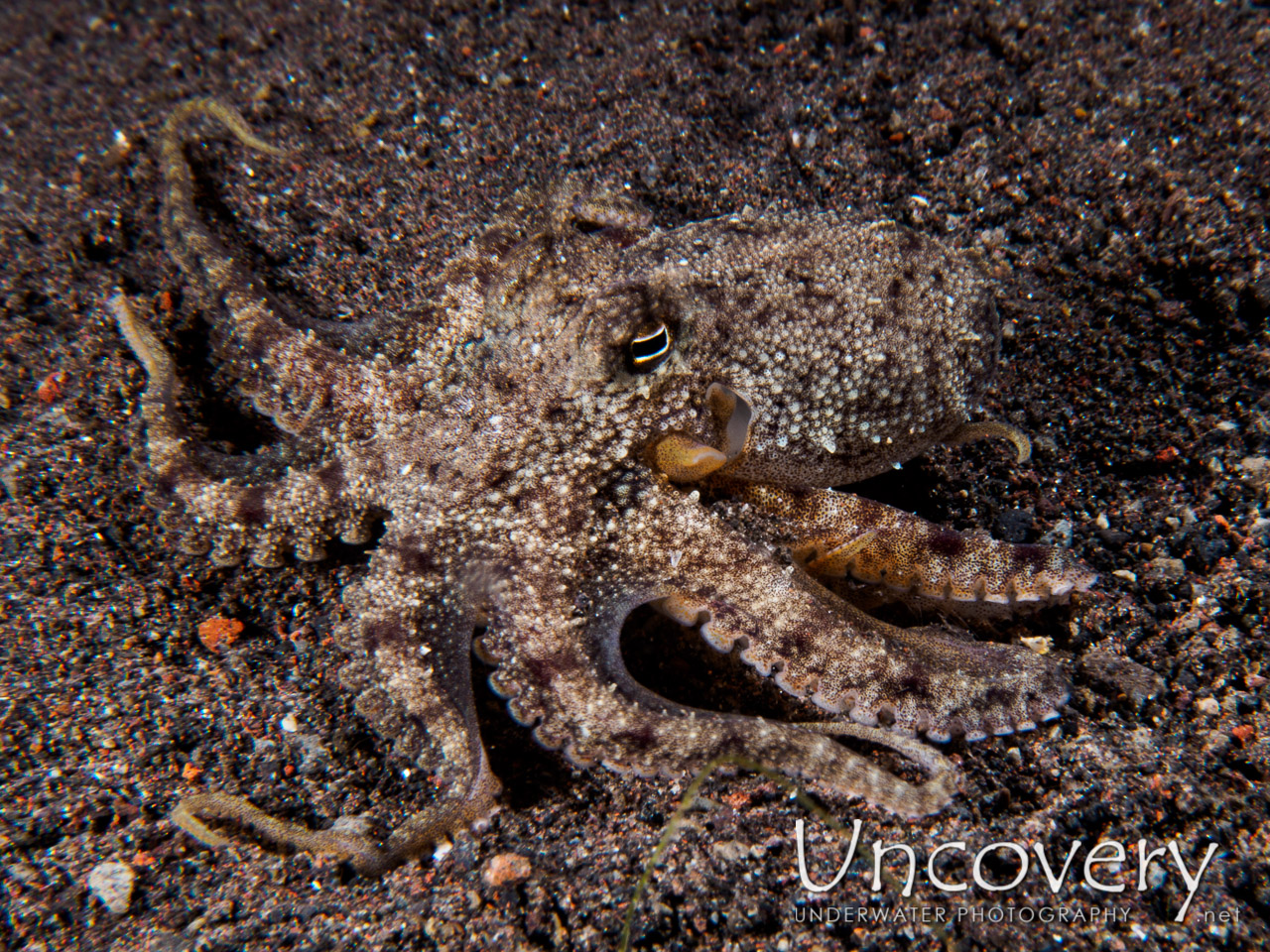 Coconut Octopus (amphioctopus Marginatus), photo taken in Indonesia, Bali, Tulamben, Seraya Secrets