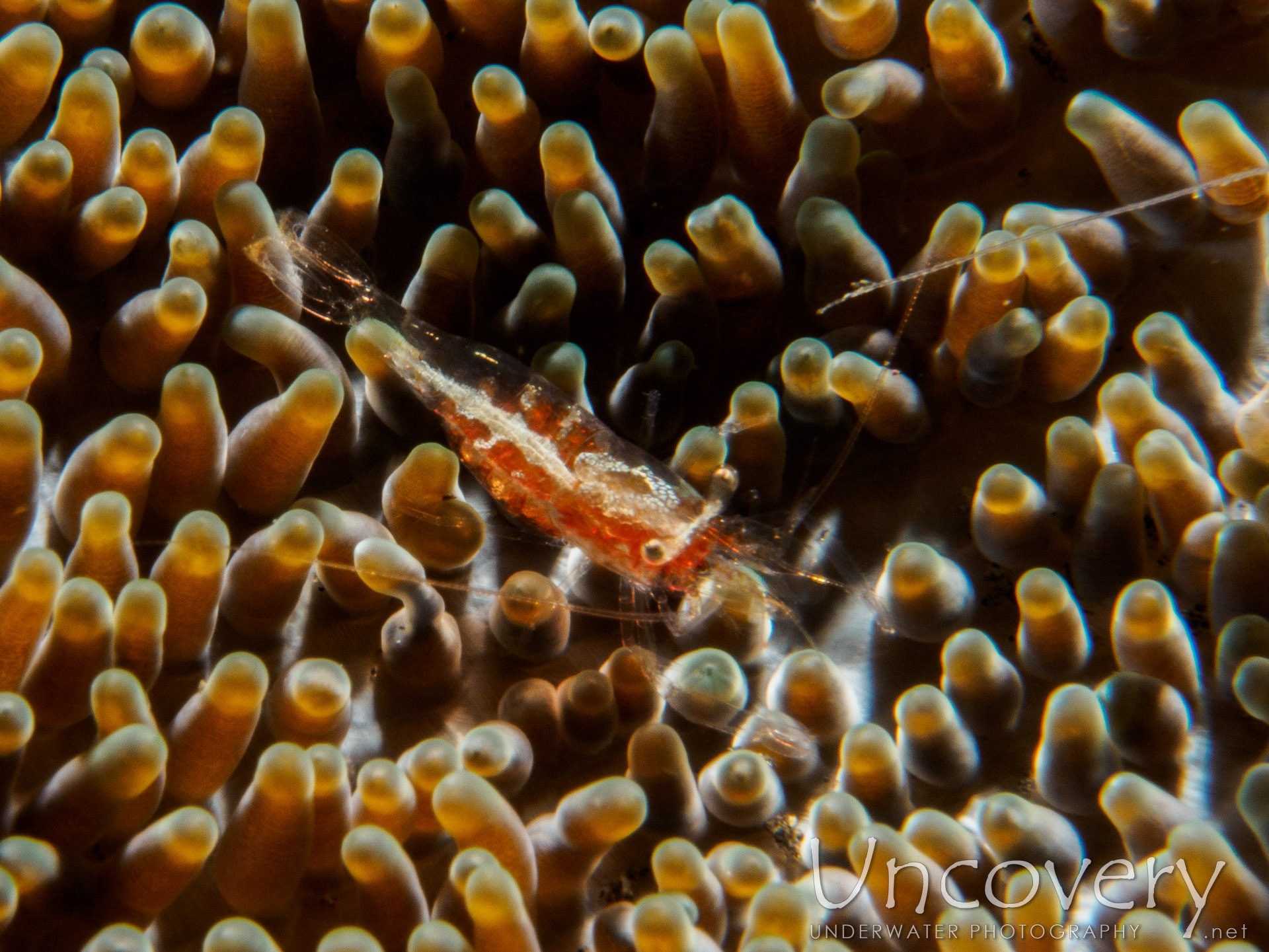 Commensal Shrimp, photo taken in Indonesia, Bali, Tulamben, Wreck Slope