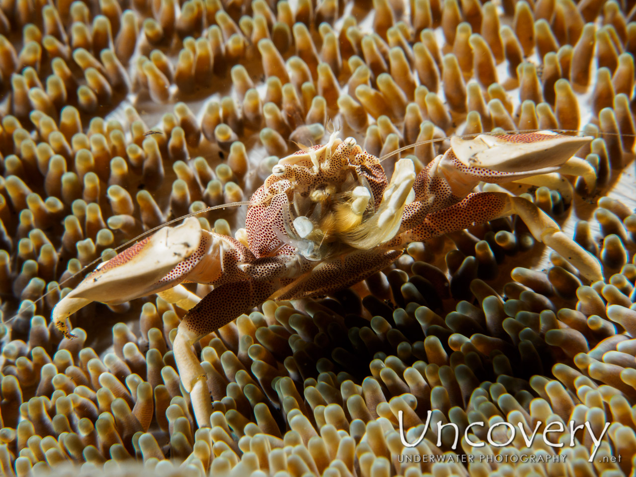 Spotted Porcelain Crab (neopetrolisthes Maculatus), photo taken in Indonesia, Bali, Tulamben, Wreck Slope