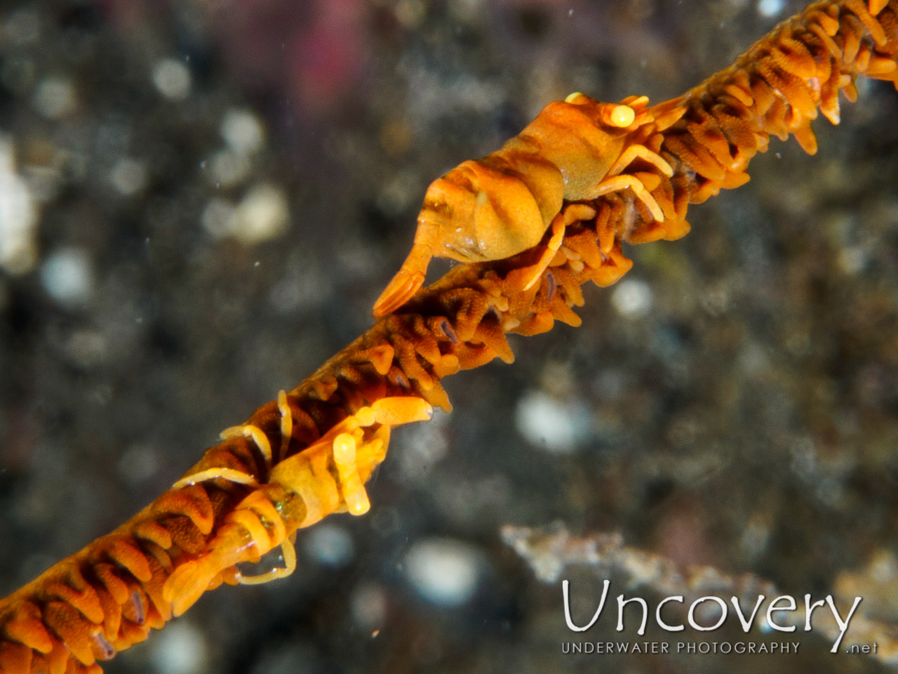 Anker's Whip Coral Shrimp (pontonides Ankeri), photo taken in Indonesia, Bali, Tulamben, Wreck Slope