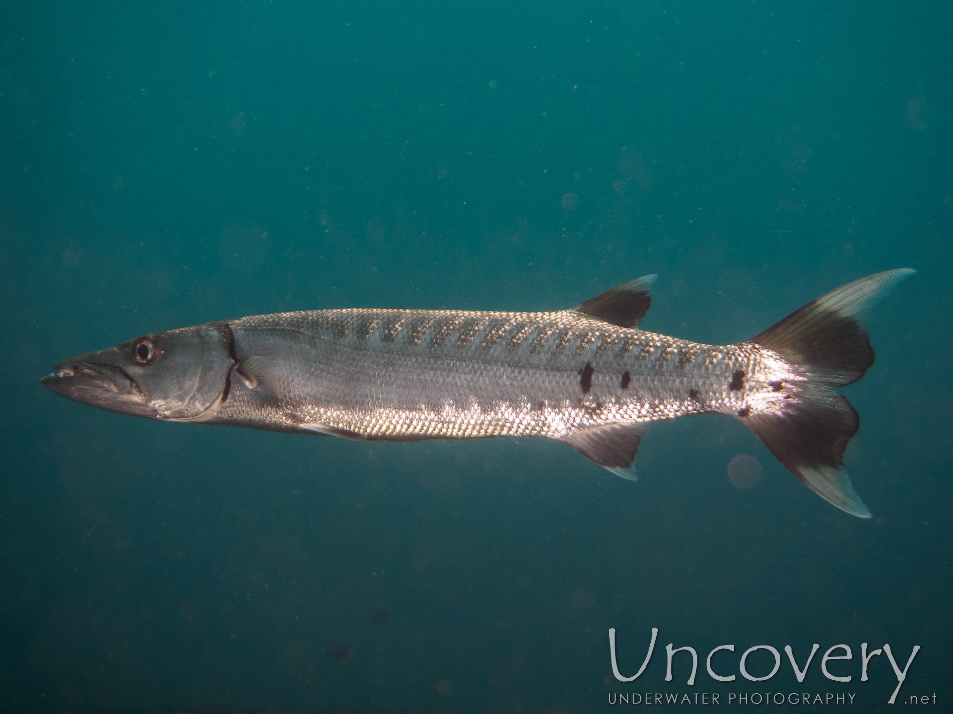 Great Barracuda (sphyraena Barracuda), photo taken in Indonesia, Bali, Tulamben, Wreck Slope