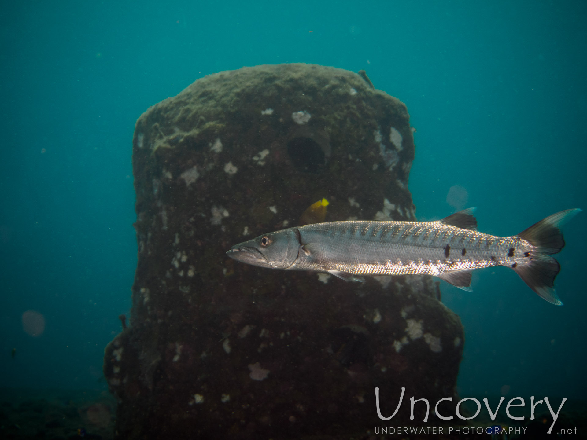 Great Barracuda (sphyraena Barracuda), photo taken in Indonesia, Bali, Tulamben, Wreck Slope