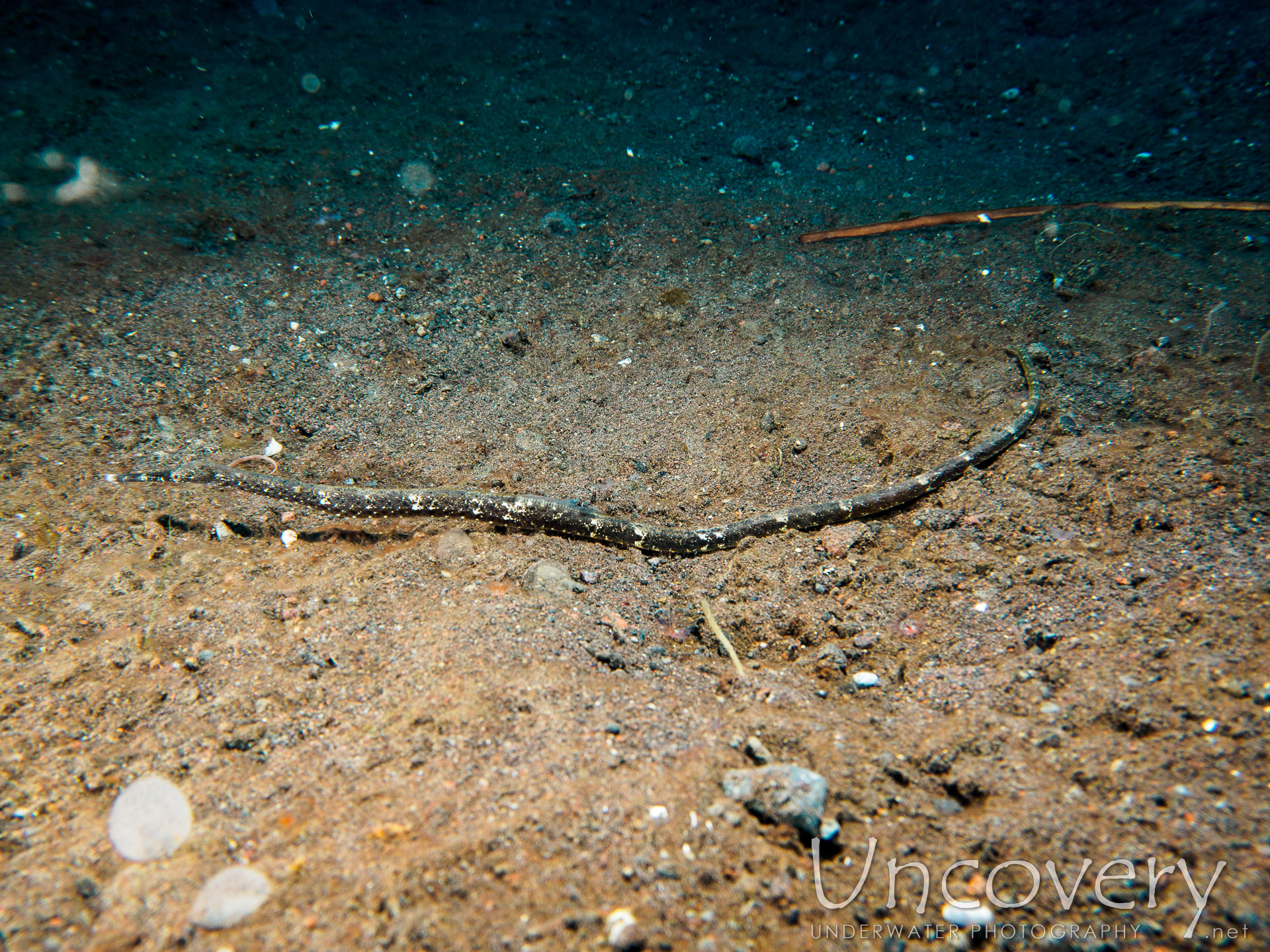 Shorttailed Pipefish (trachyrhamphus Bicoarctatus), photo taken in Indonesia, Bali, Tulamben, Seraya Secrets