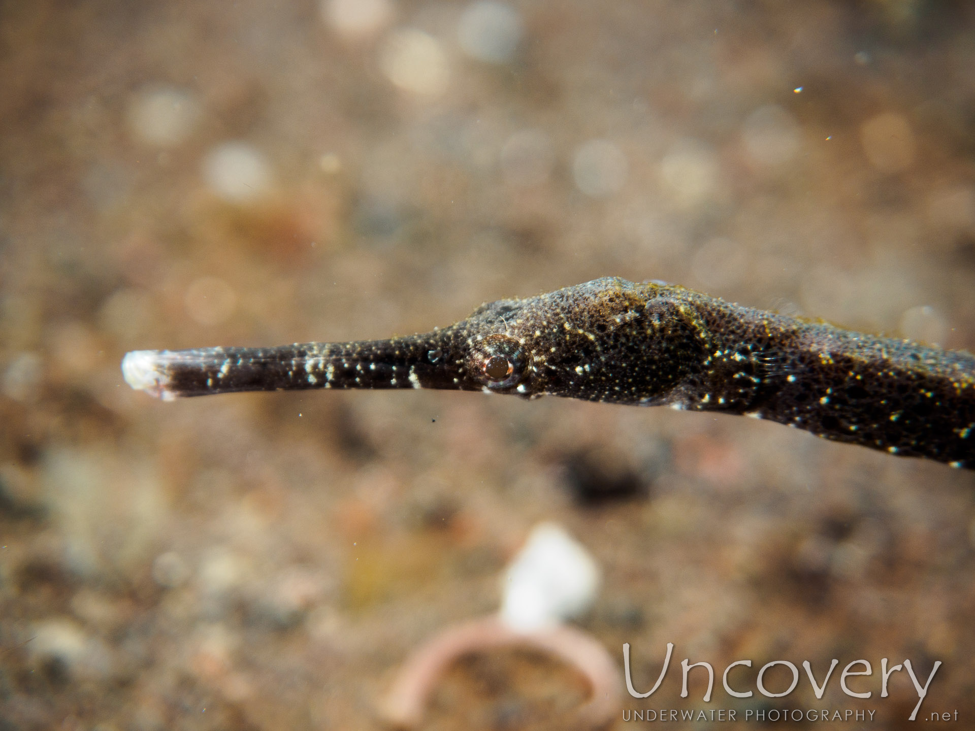 Shorttailed Pipefish (trachyrhamphus Bicoarctatus), photo taken in Indonesia, Bali, Tulamben, Seraya Secrets