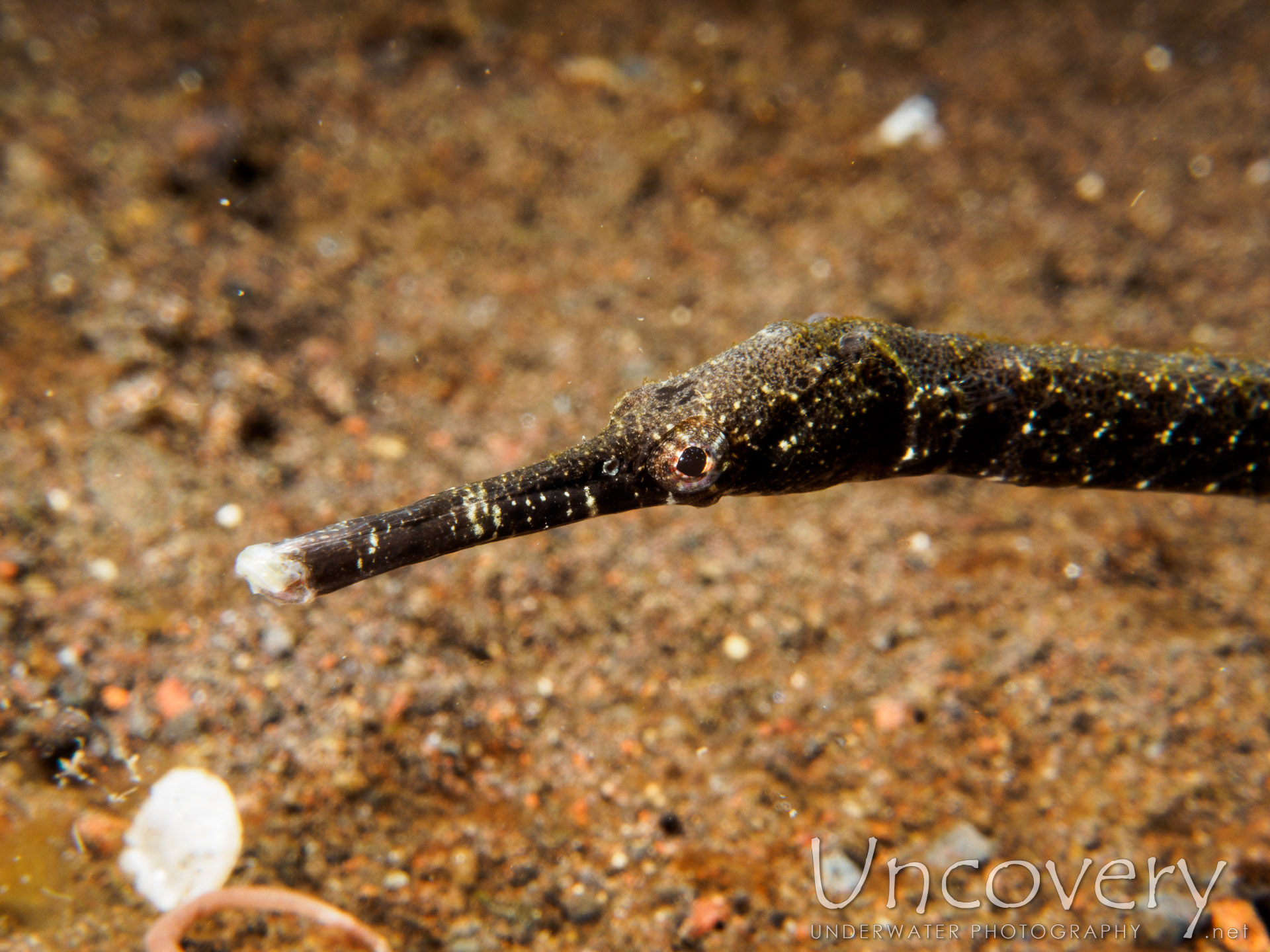 Shorttailed Pipefish (trachyrhamphus Bicoarctatus), photo taken in Indonesia, Bali, Tulamben, Seraya Secrets