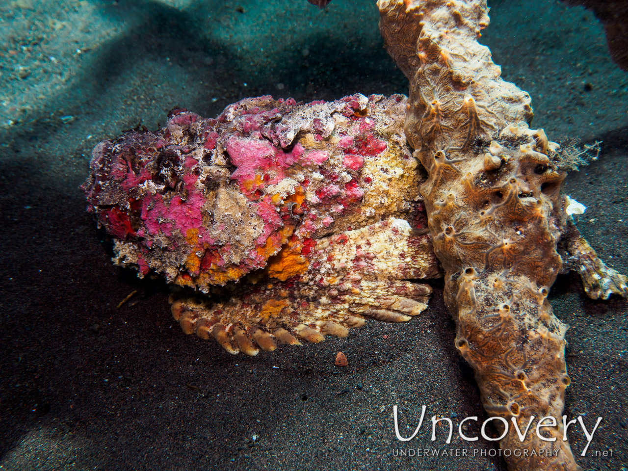 Reef Stonefish (synanceia Verrucosa), photo taken in Indonesia, Bali, Tulamben, Seraya Secrets