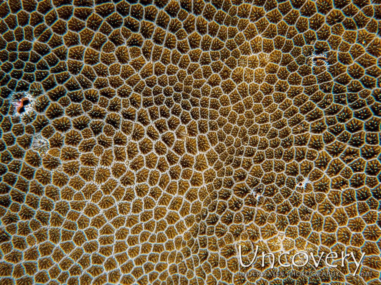 Coral, photo taken in Indonesia, Bali, Tulamben, Bulakan Reef