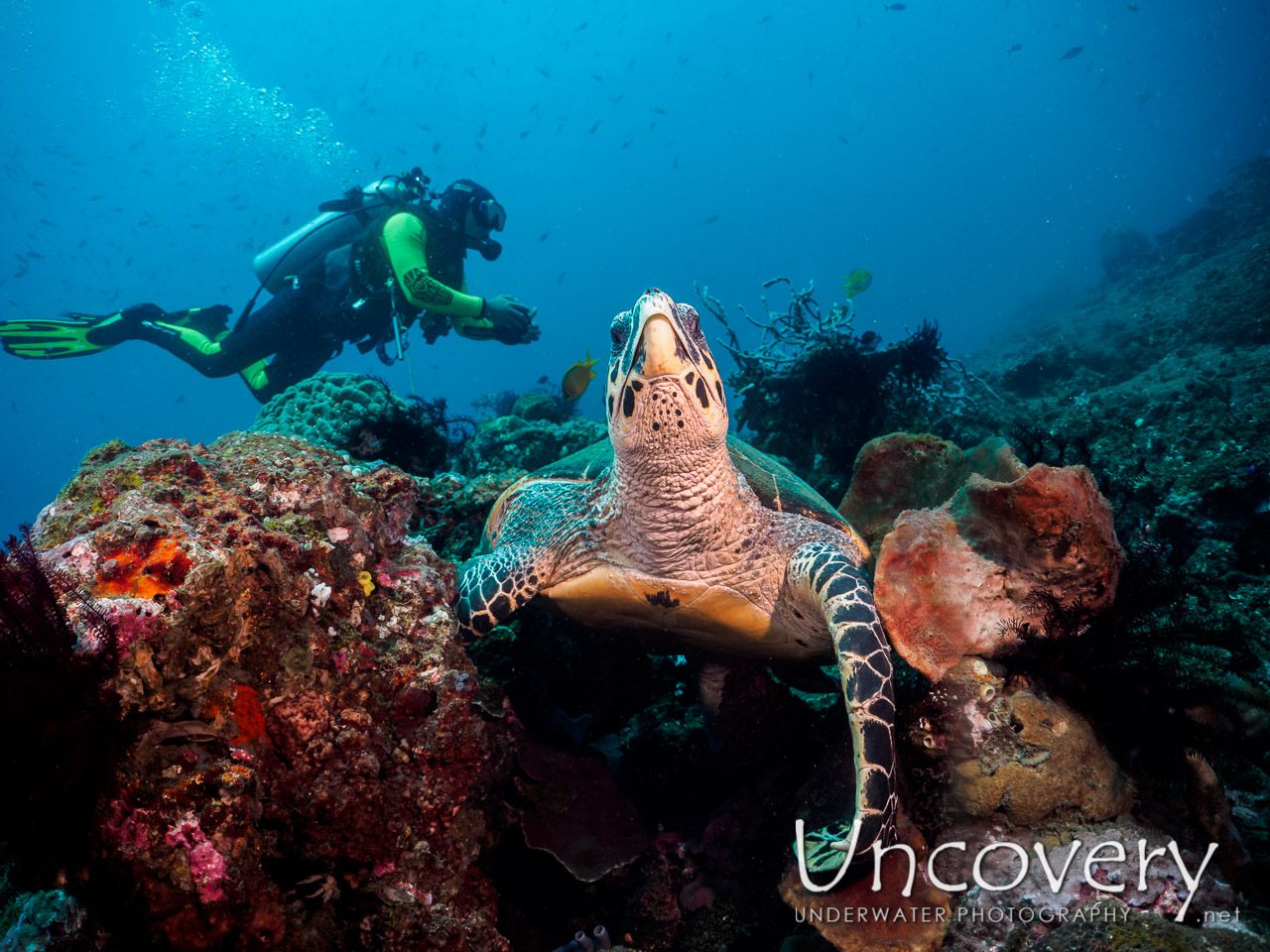 Hawksbill Sea Turtle (eretmochelys Imbricata), photo taken in Indonesia, Bali, Tulamben, Bulakan Reef