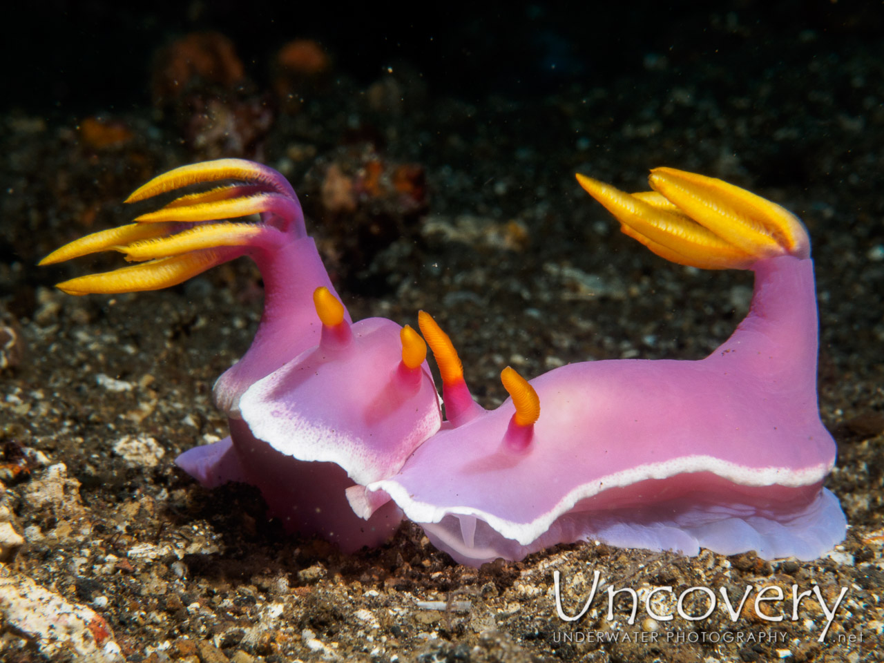 Nudibranch, photo taken in Indonesia, Bali, Tulamben, Bulakan Reef