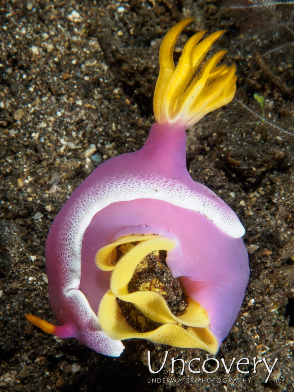 Nudibranch, photo taken in Indonesia, Bali, Tulamben, Bulakan Reef