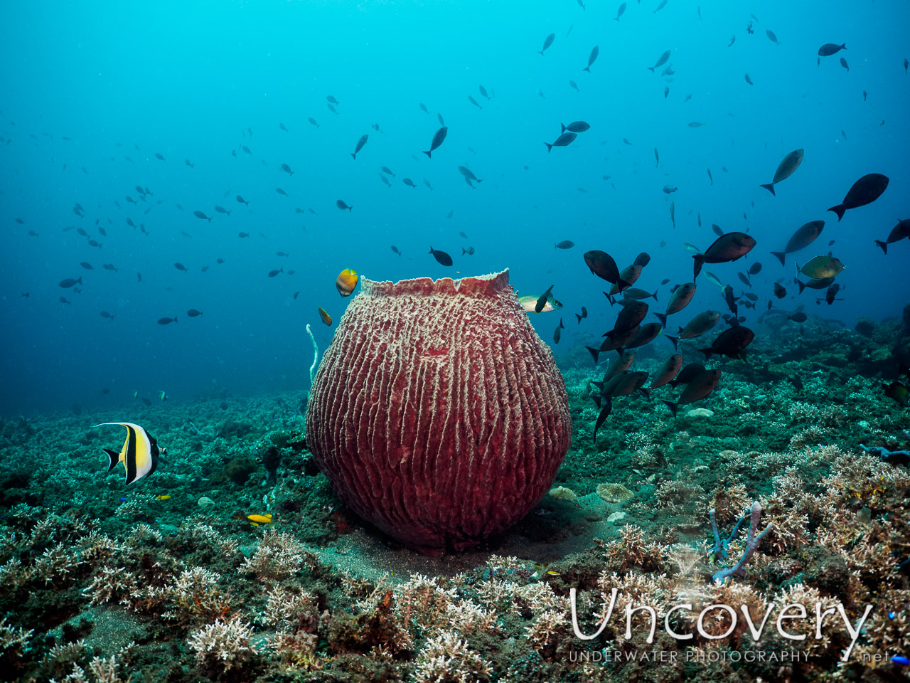 Sponge, photo taken in Indonesia, Bali, Tulamben, Bulakan Reef