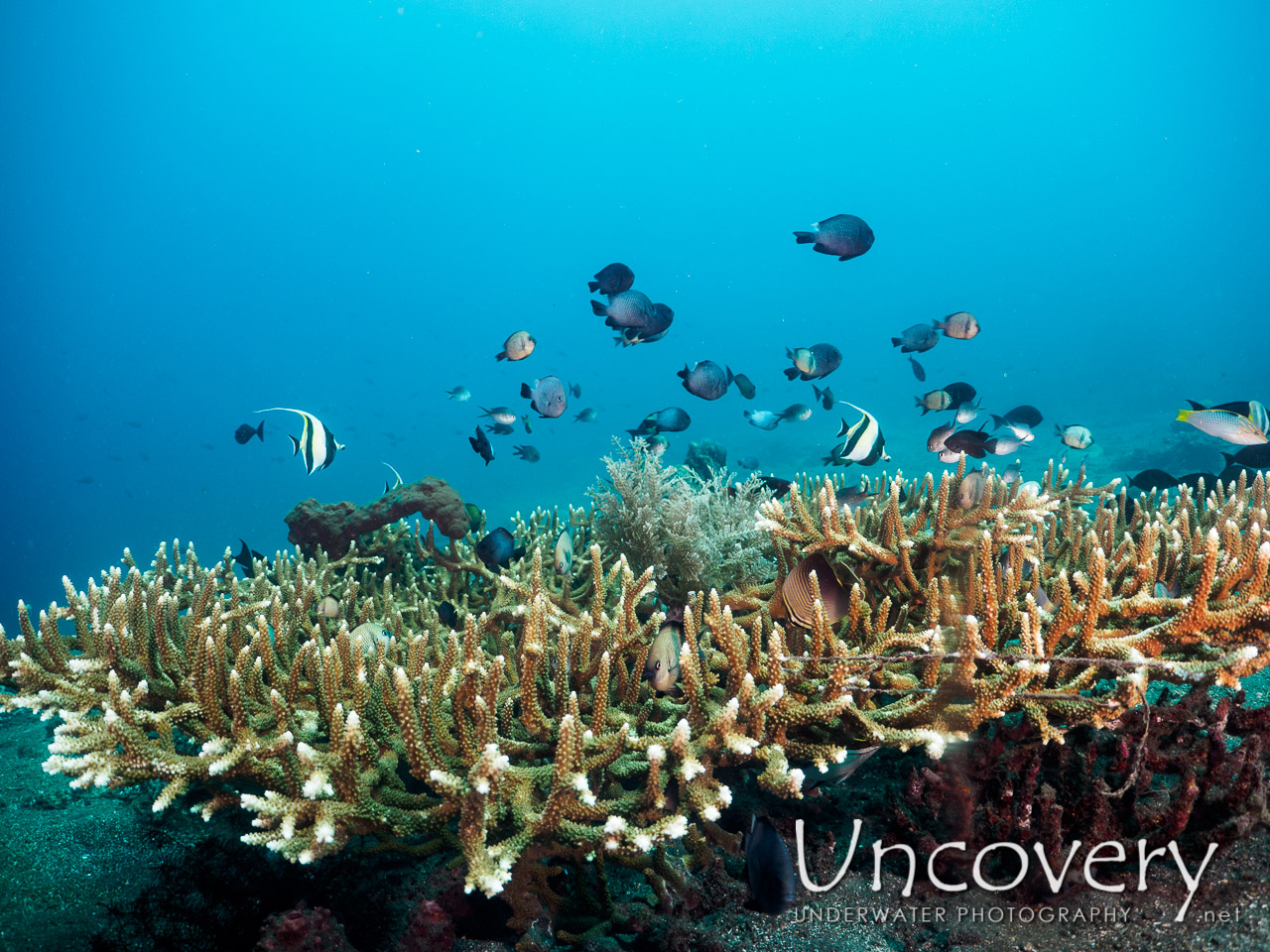 Coral, photo taken in Indonesia, Bali, Tulamben, Bulakan Reef