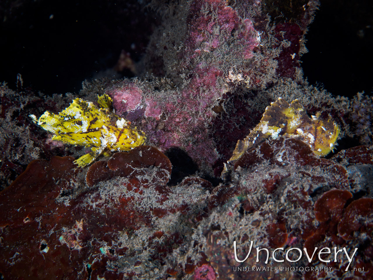 Leaf Scorpionfish (taenianotus Triacanthus) shot in Indonesia|Bali|Amed|Lipah Bay