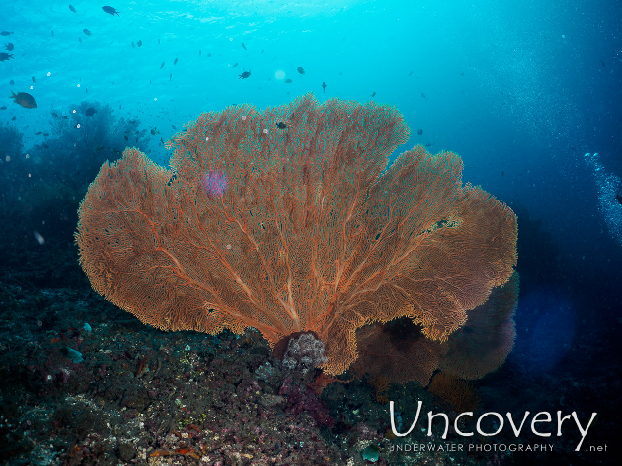 Coral, photo taken in Indonesia, Bali, Amed, Lipah Bay