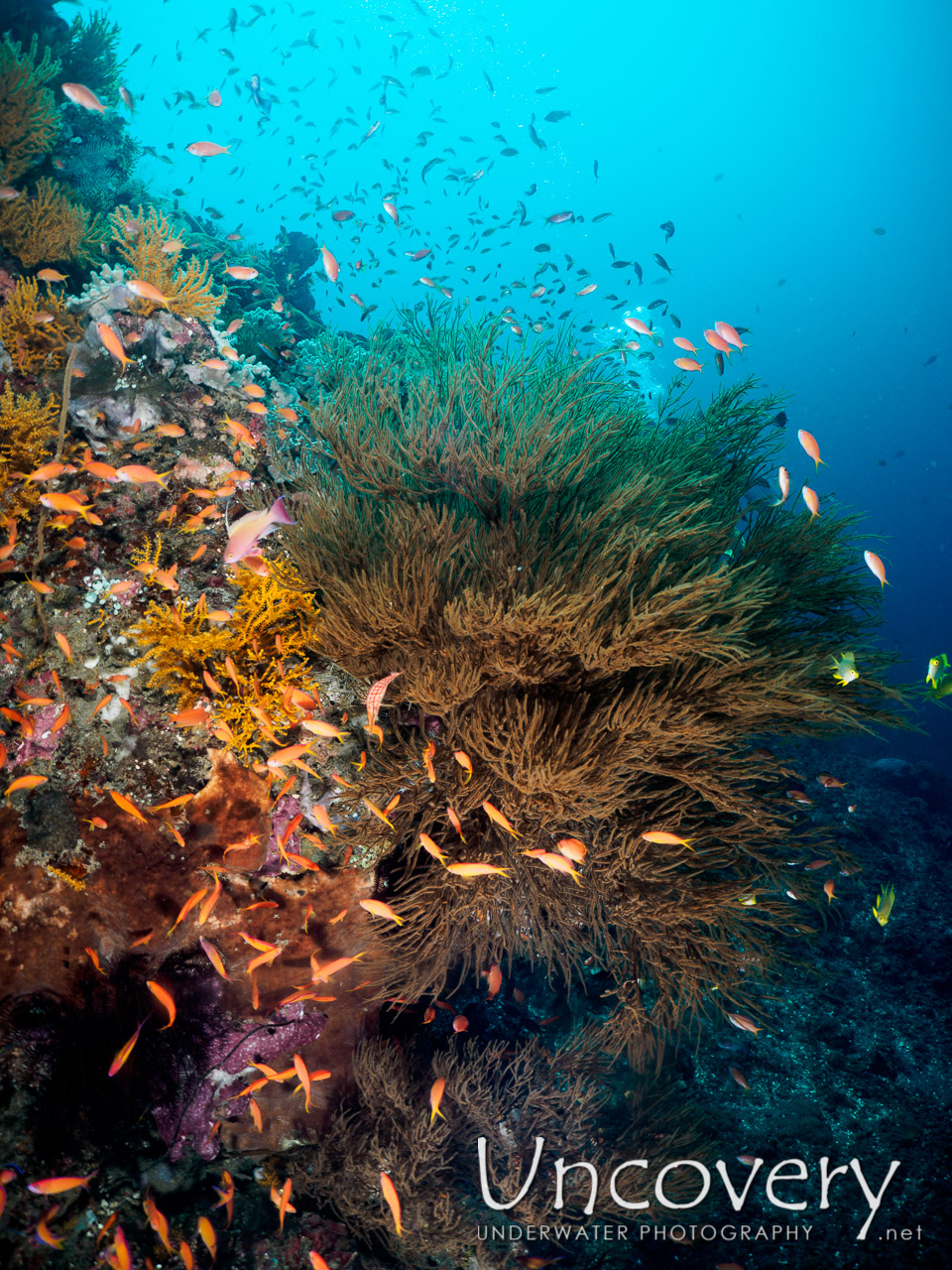 Coral shot in Indonesia|Bali|Amed|Lipah Bay