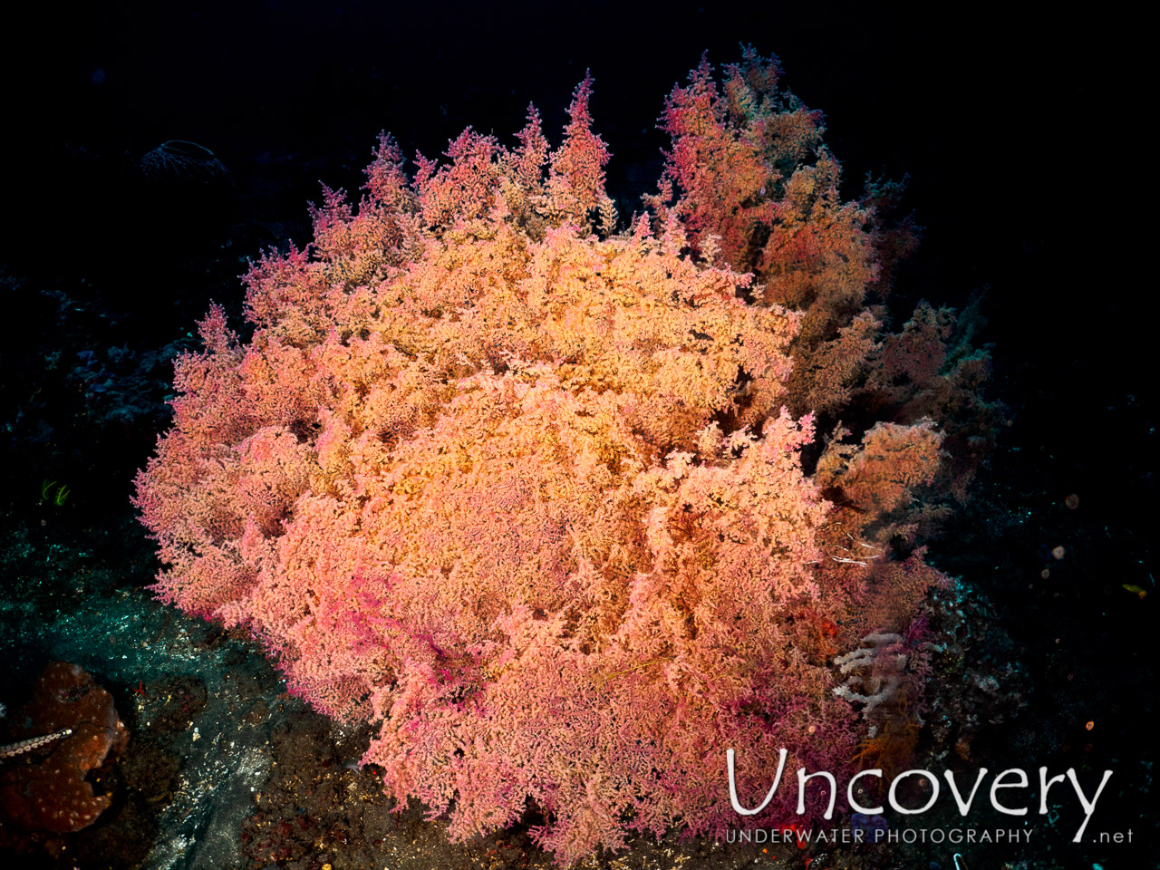 Coral, photo taken in Indonesia, Bali, Amed, Lipah Bay
