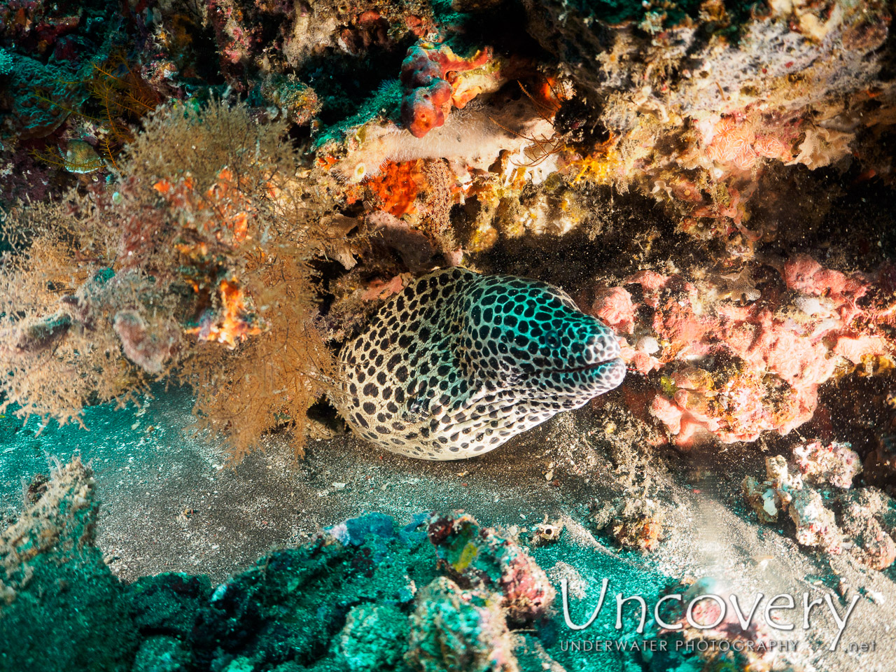 Honeycomb Moray (gymnothorax Favagineus) shot in Indonesia|Bali|Amed|Lipah Bay