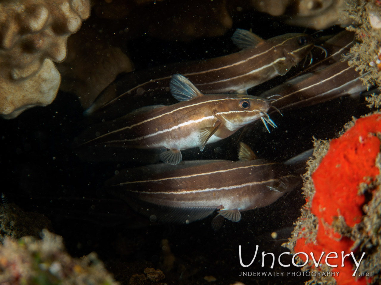 Striped Catfish (plotosus Lineatus) shot in Indonesia|Bali|Amed|Lipah Bay