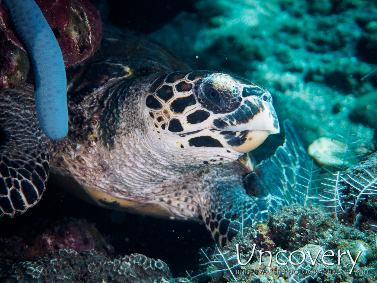 Hawksbill Sea Turtle (eretmochelys Imbricata), photo taken in Indonesia, Bali, Amed, Pyramids