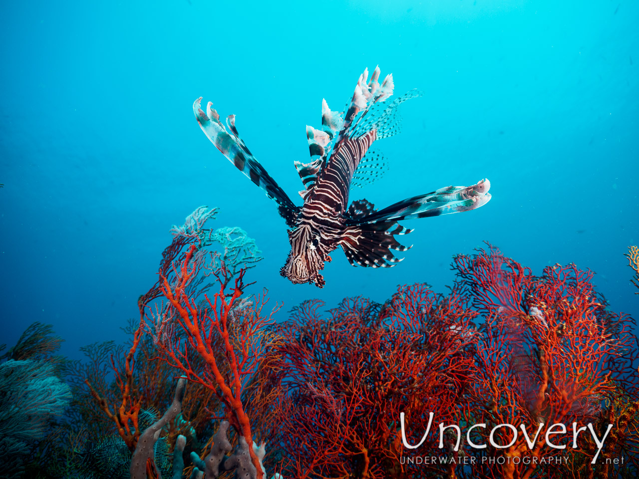Devil Firefish (pterois Miles), photo taken in Indonesia, Bali, Amed, Pyramids