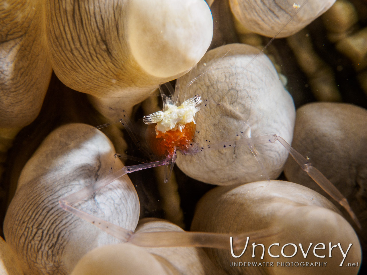 Mushroom Coral Shrimp (cuapetes Kororensis) shot in Philippines|Batangas|Anilao|El Pinoy