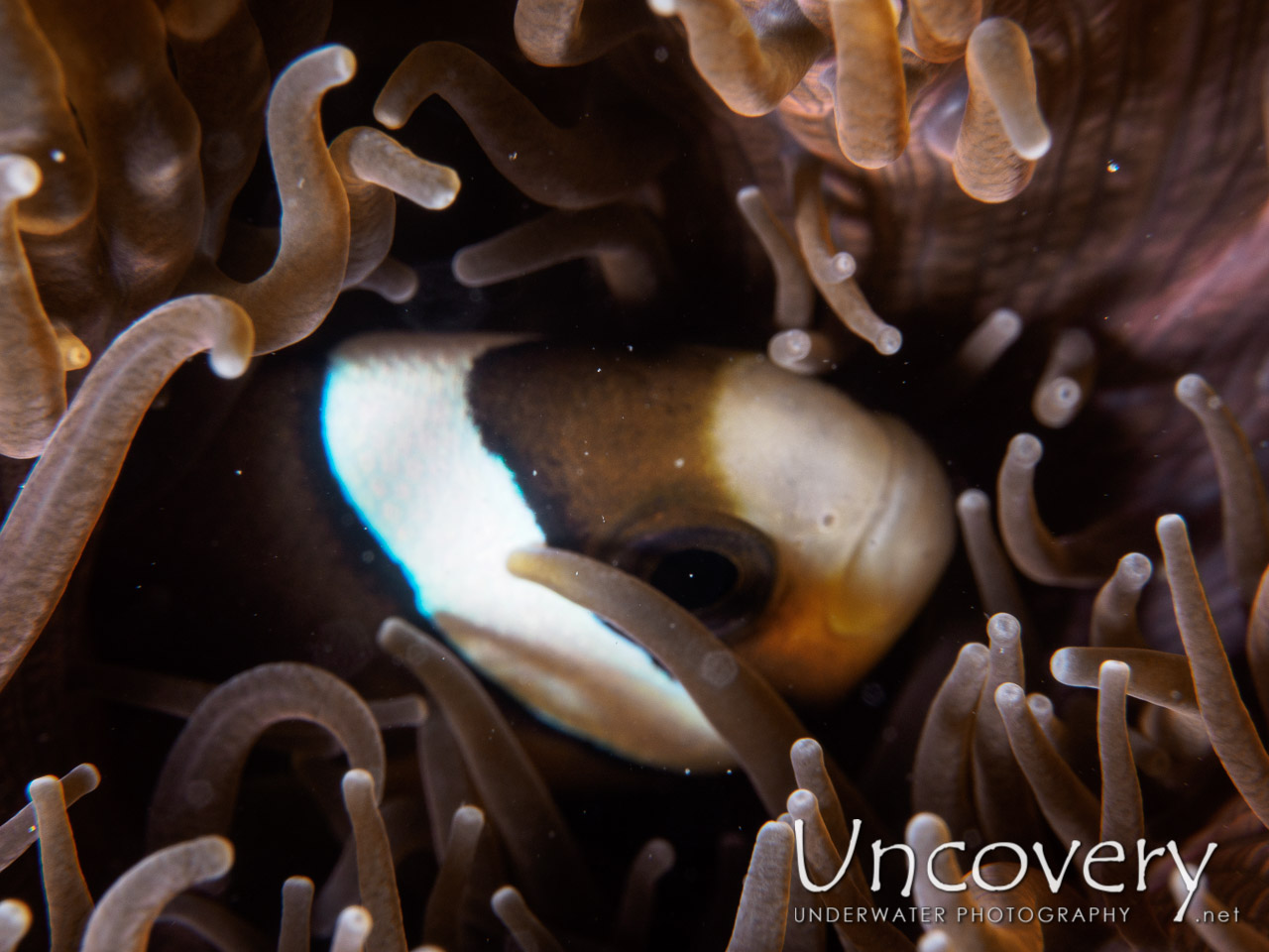 Clownfish, photo taken in Philippines, Batangas, Anilao, El Pinoy