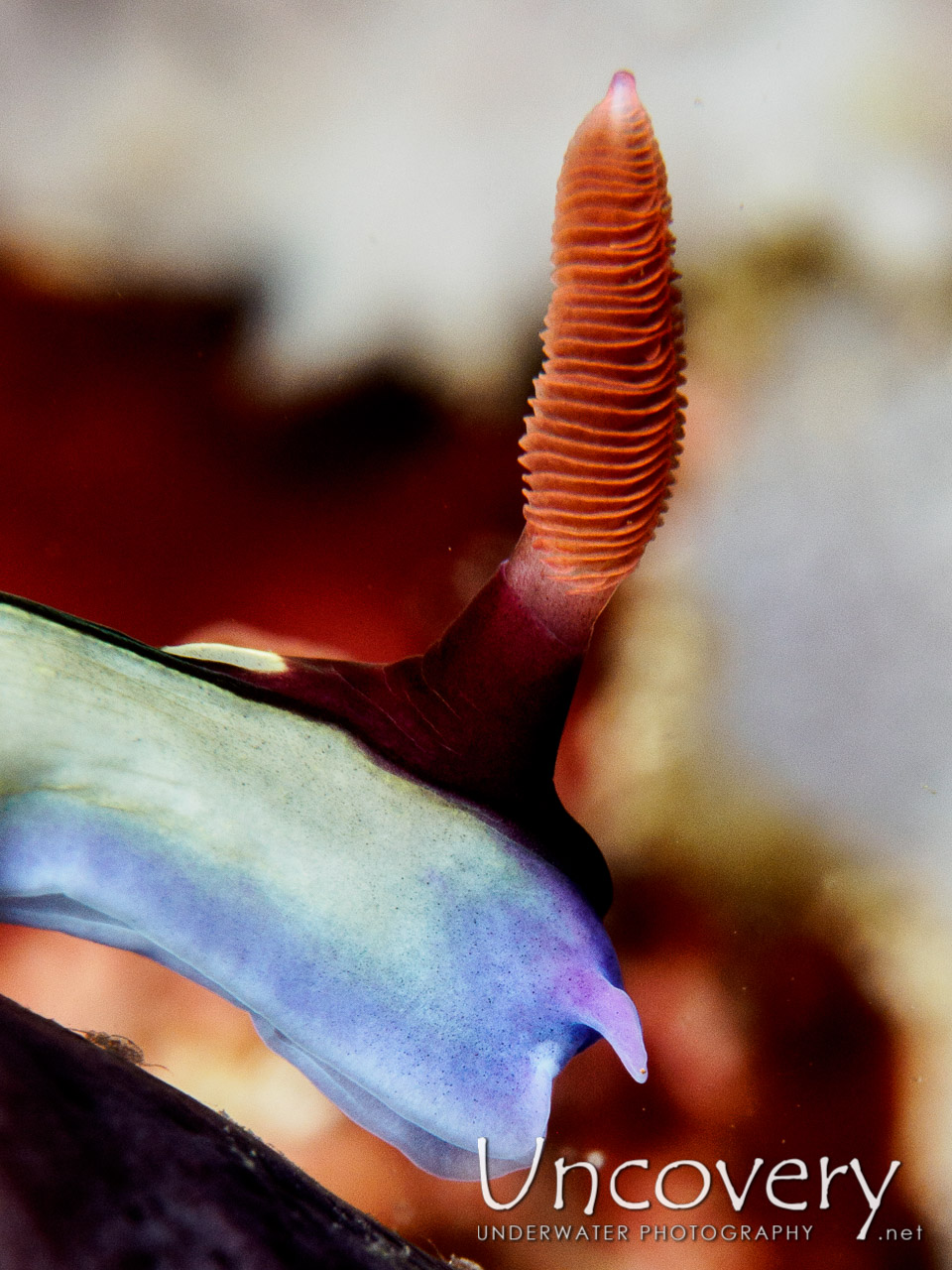 Nudibranch, photo taken in Philippines, Batangas, Anilao, Koala