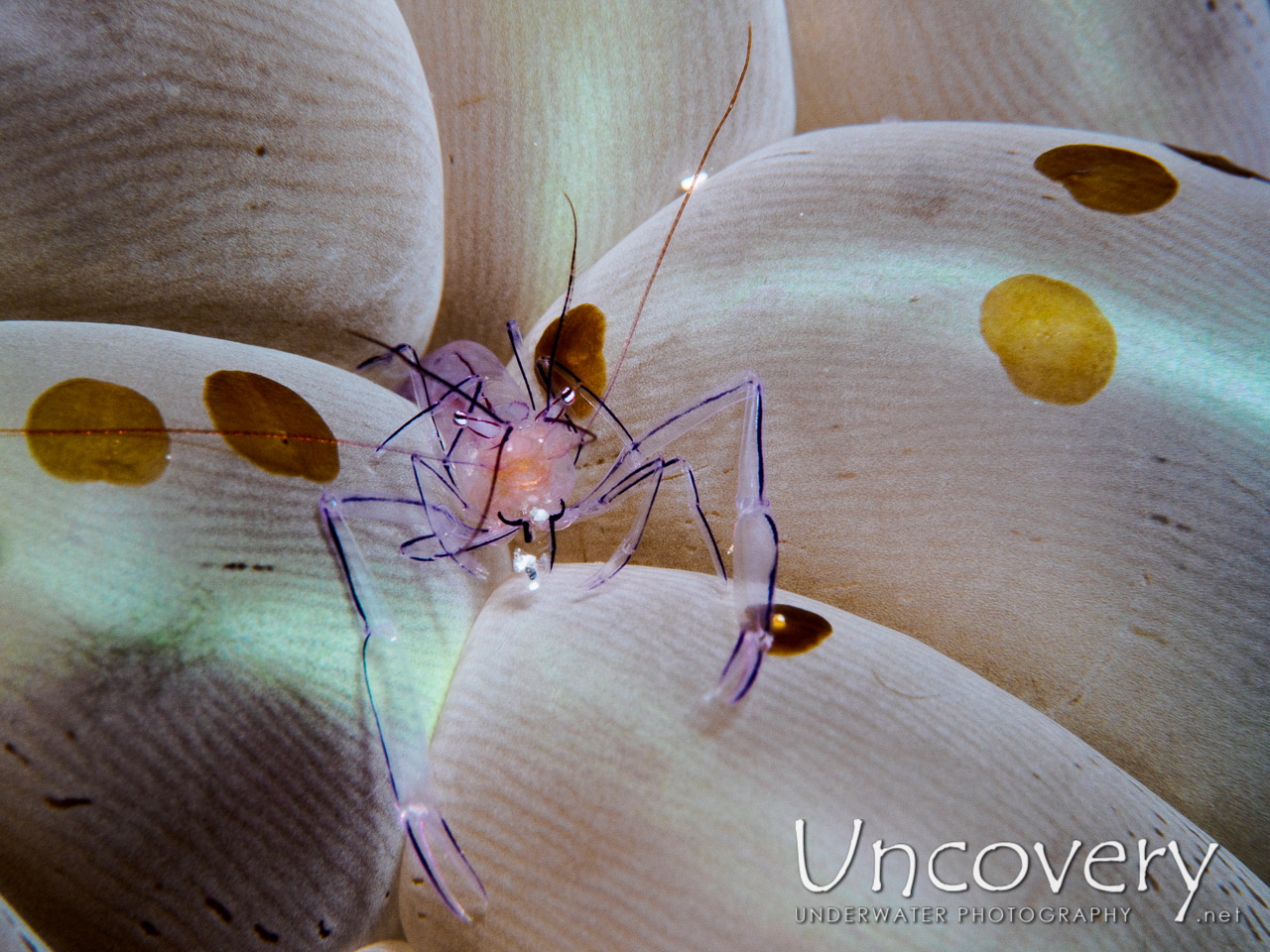 Bubble Coral Shrimp (vir Philippinensis) shot in Philippines|Batangas|Anilao|Koala