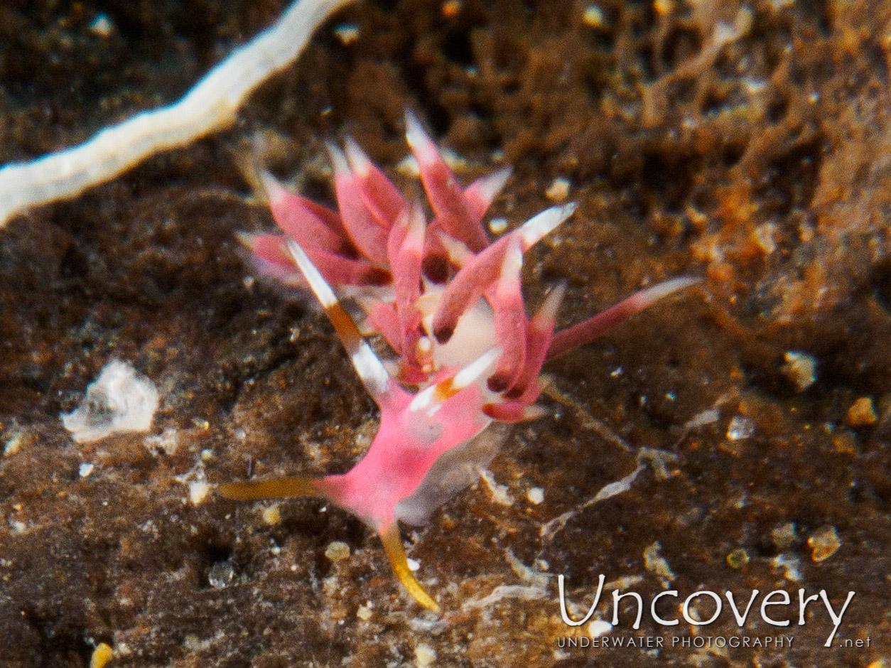 Nudibranch, photo taken in Philippines, Batangas, Anilao, Secret Bay