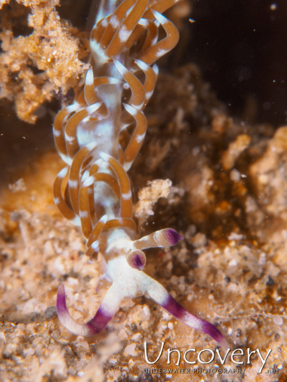 Nudibranch, photo taken in Philippines, Batangas, Anilao, Gazer
