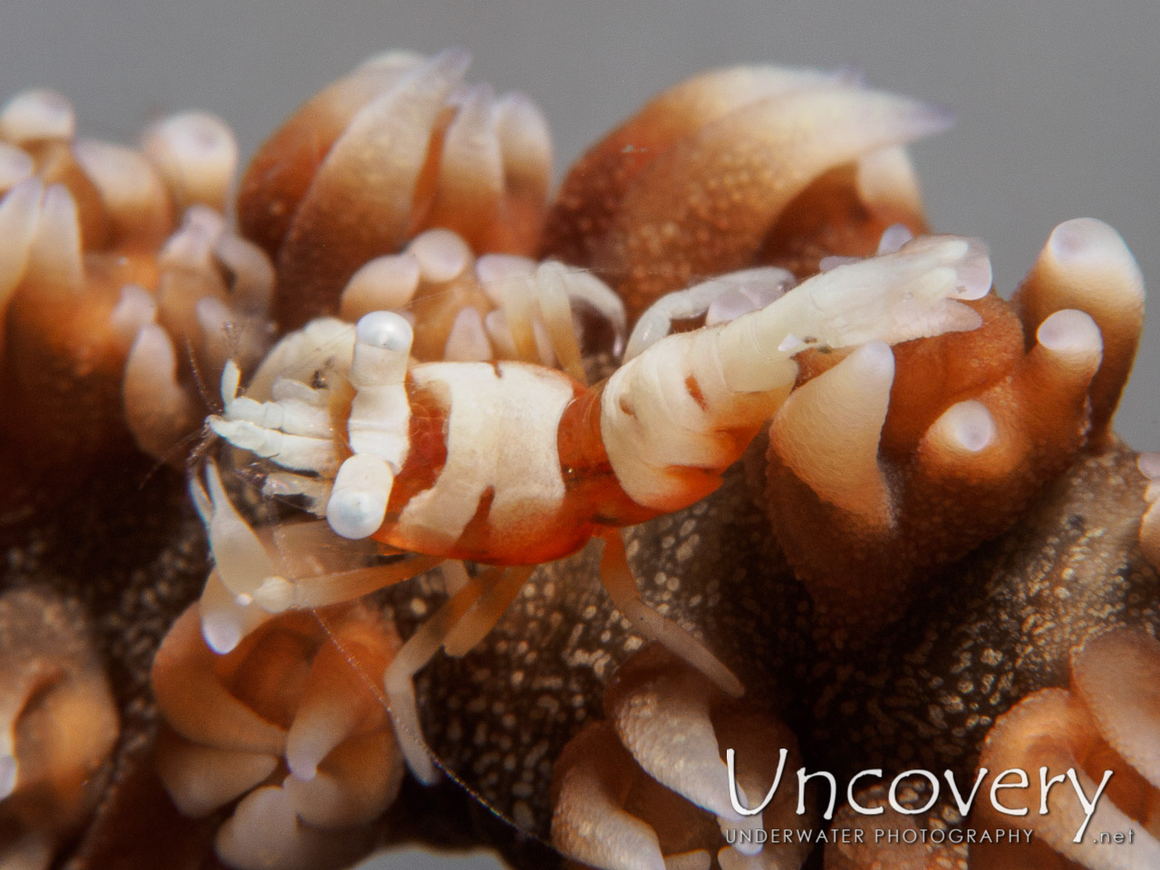 Anker's Whip Coral Shrimp (pontonides Ankeri), photo taken in Philippines, Batangas, Anilao, Gazer