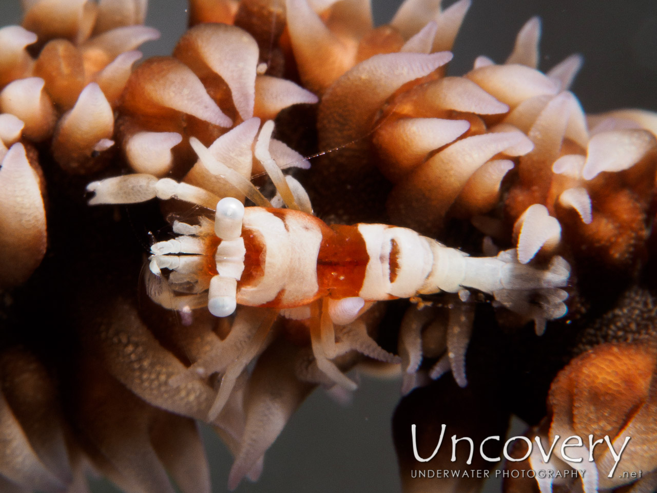 Anker's Whip Coral Shrimp (pontonides Ankeri), photo taken in Philippines, Batangas, Anilao, Gazer