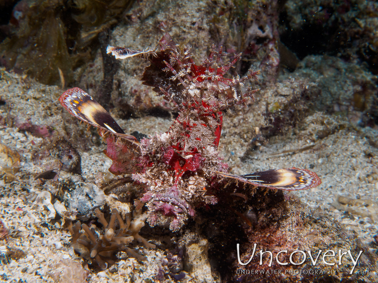 Spiny Devilfish (inimicus Didactylus) shot in Philippines|Batangas|Anilao|Kirby's Rock