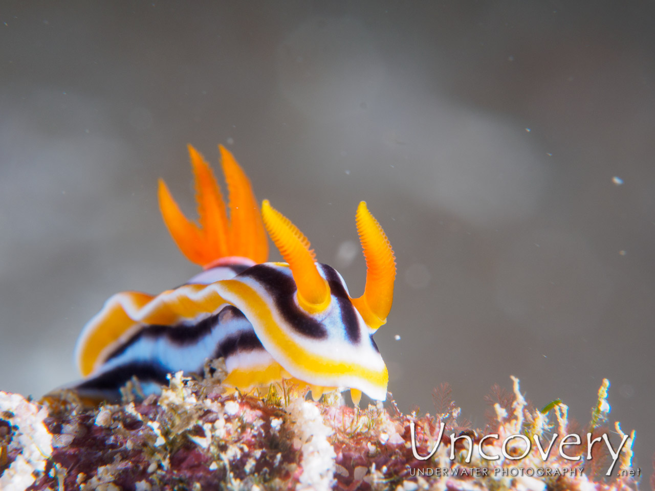 Nudibranch, photo taken in Philippines, Batangas, Anilao, Kirby's Rock