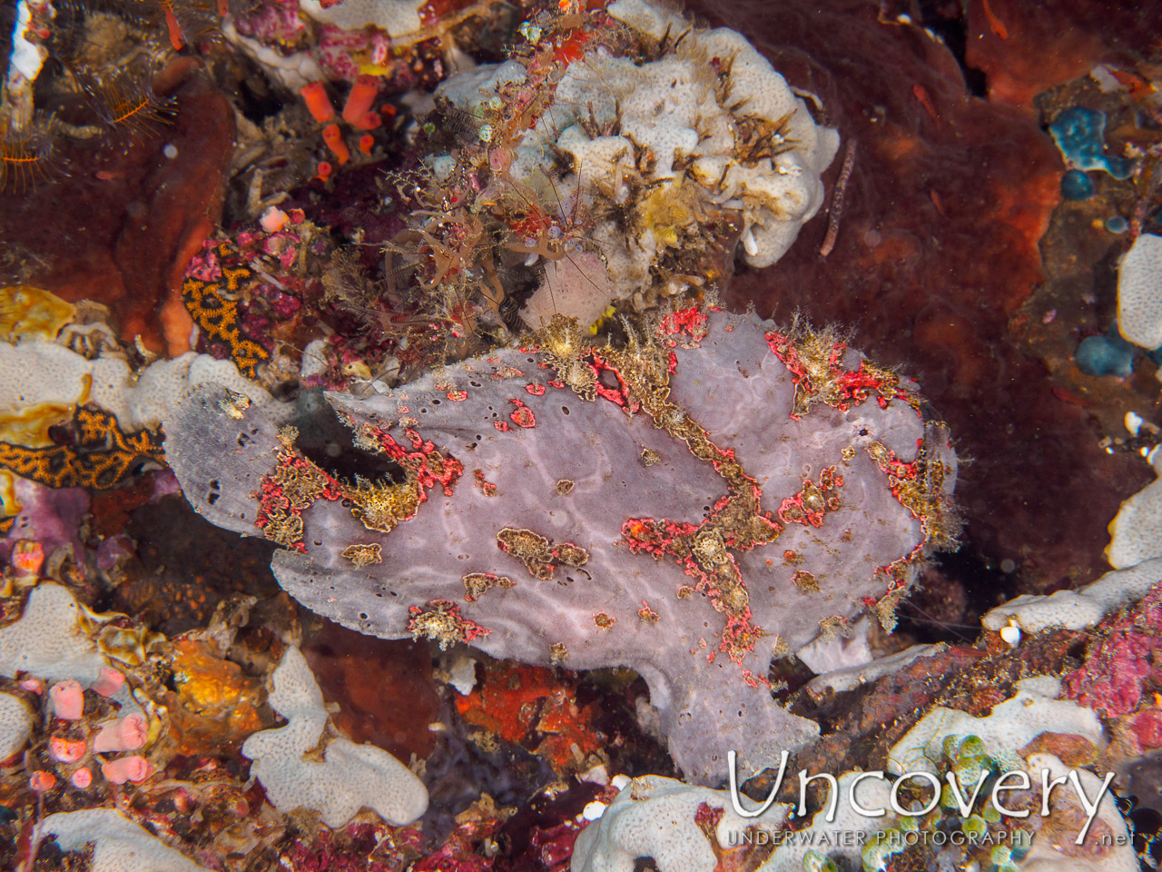 Giant Frogfish (antennarius Commerson), photo taken in Philippines, Batangas, Anilao, Kirby's Rock