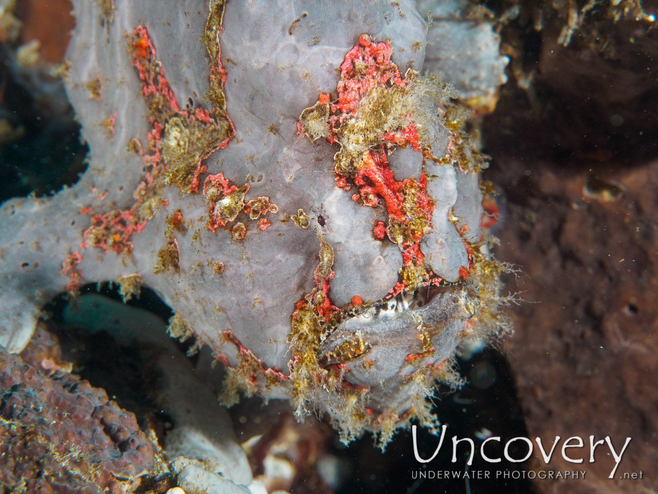 Giant Frogfish (antennarius Commerson), photo taken in Philippines, Batangas, Anilao, Kirby's Rock