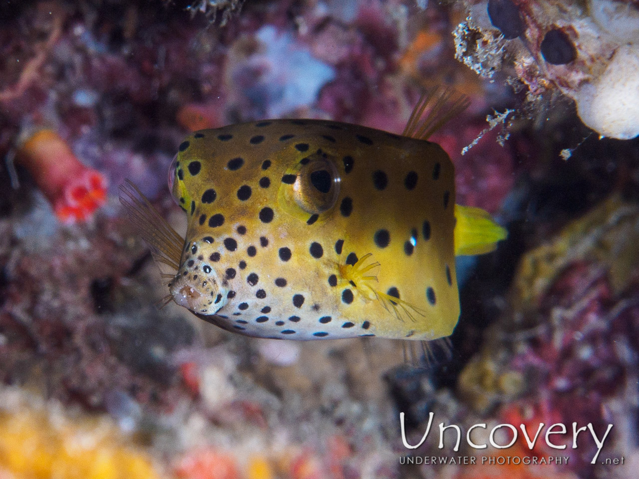 Yellow Boxfish (ostracion Cubicus), photo taken in Philippines, Batangas, Anilao, Kirby's Rock