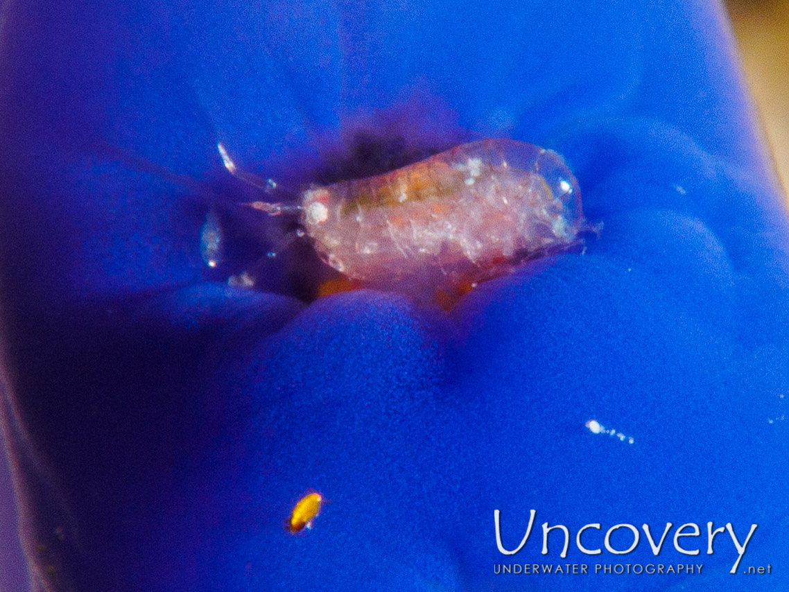 Isopod (isopoda), photo taken in Philippines, Batangas, Anilao, Kirby's Rock