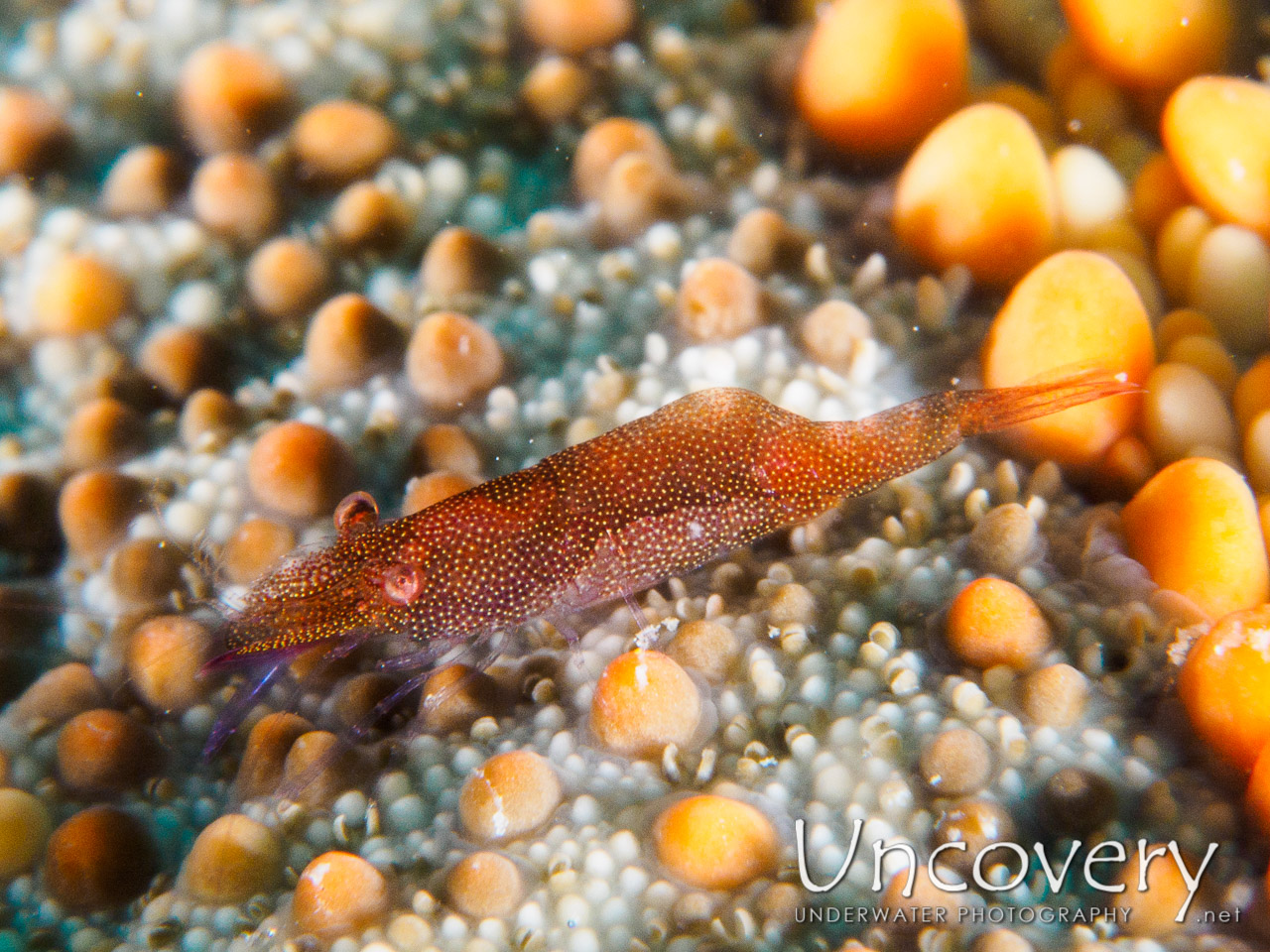 Sea Star Shrimp (zenopontonia Soror), photo taken in Philippines, Batangas, Anilao, Arthur's Rock